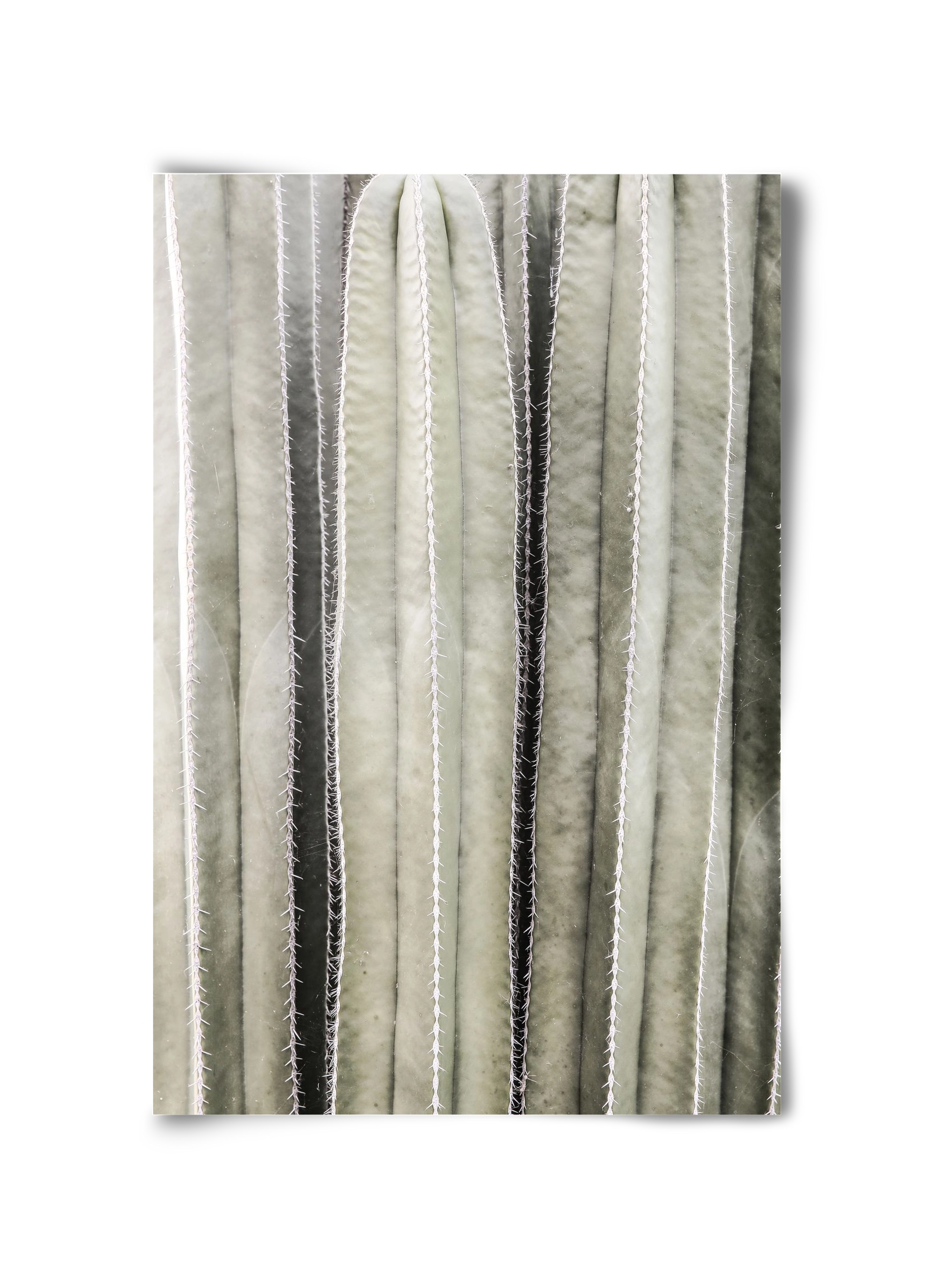 Cactiriver, 30x45 cm, Keret nélkül