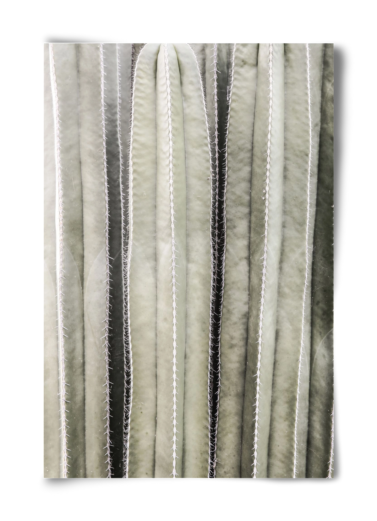 Cactiriver, 40x60 cm, Keret nélkül