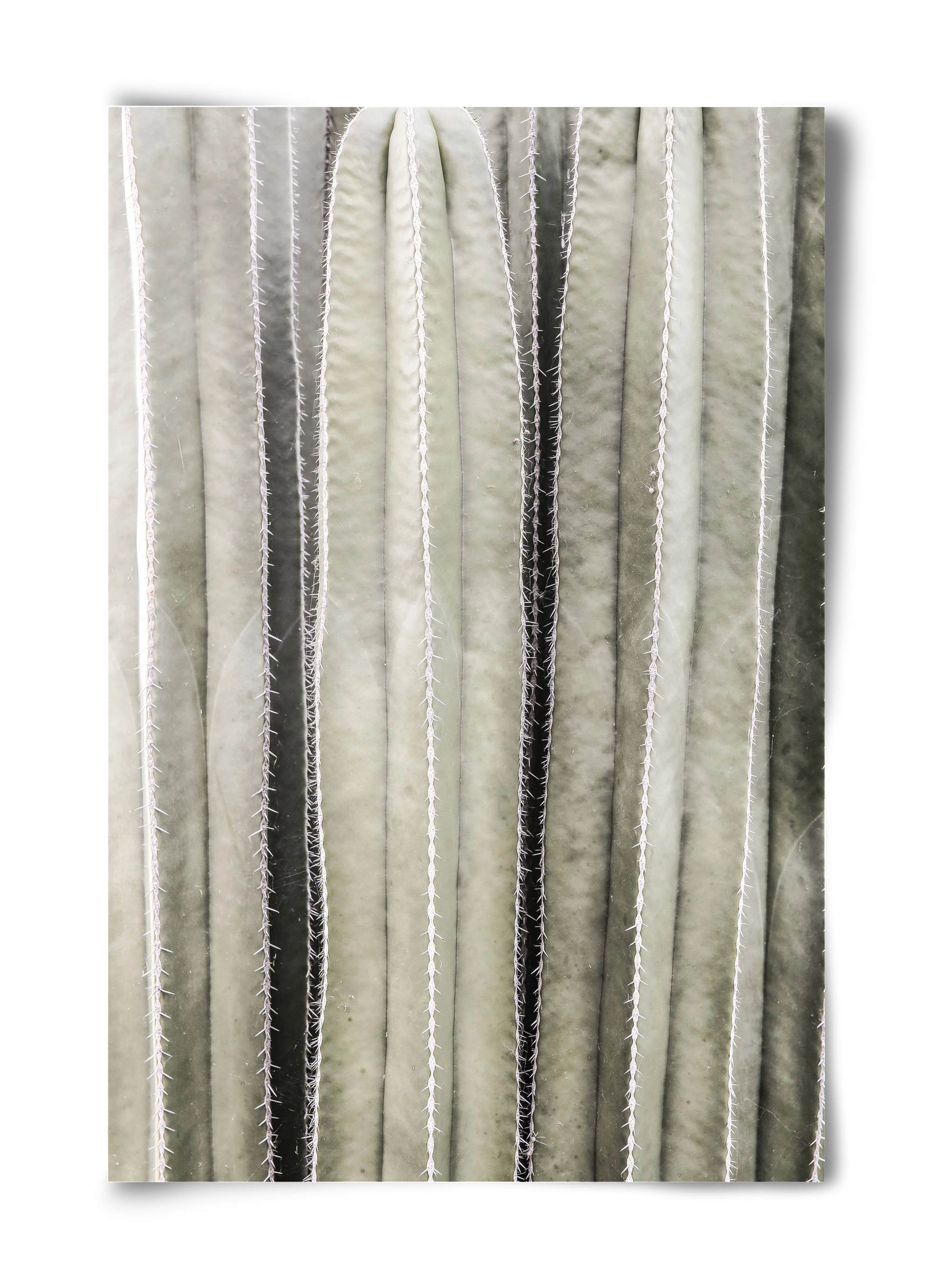 Cactiriver, 40x60 cm, Keret nélkül