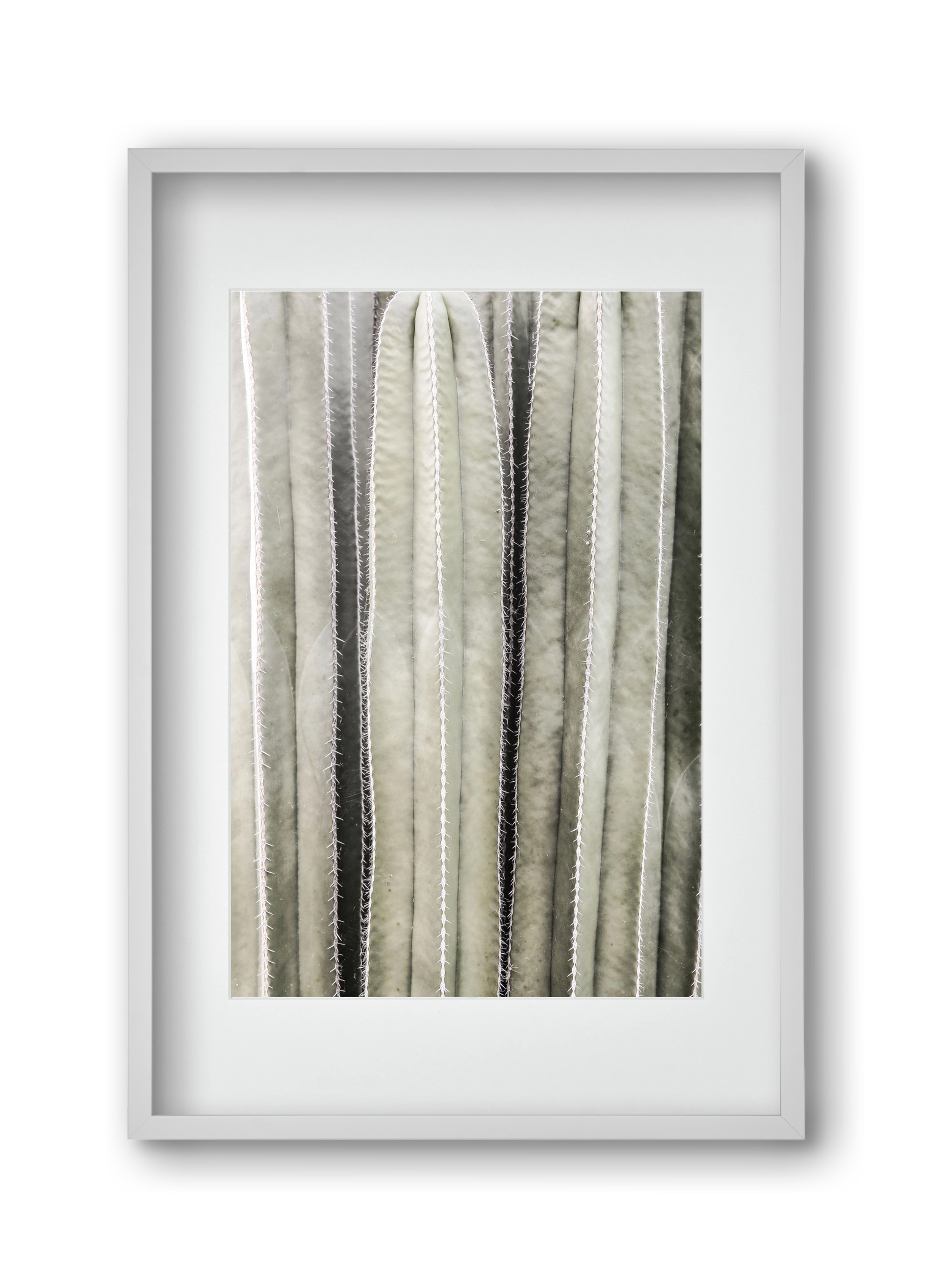 Cactiriver, 30x45 cm (20x30 cm), Fehér keret, paszpartuval