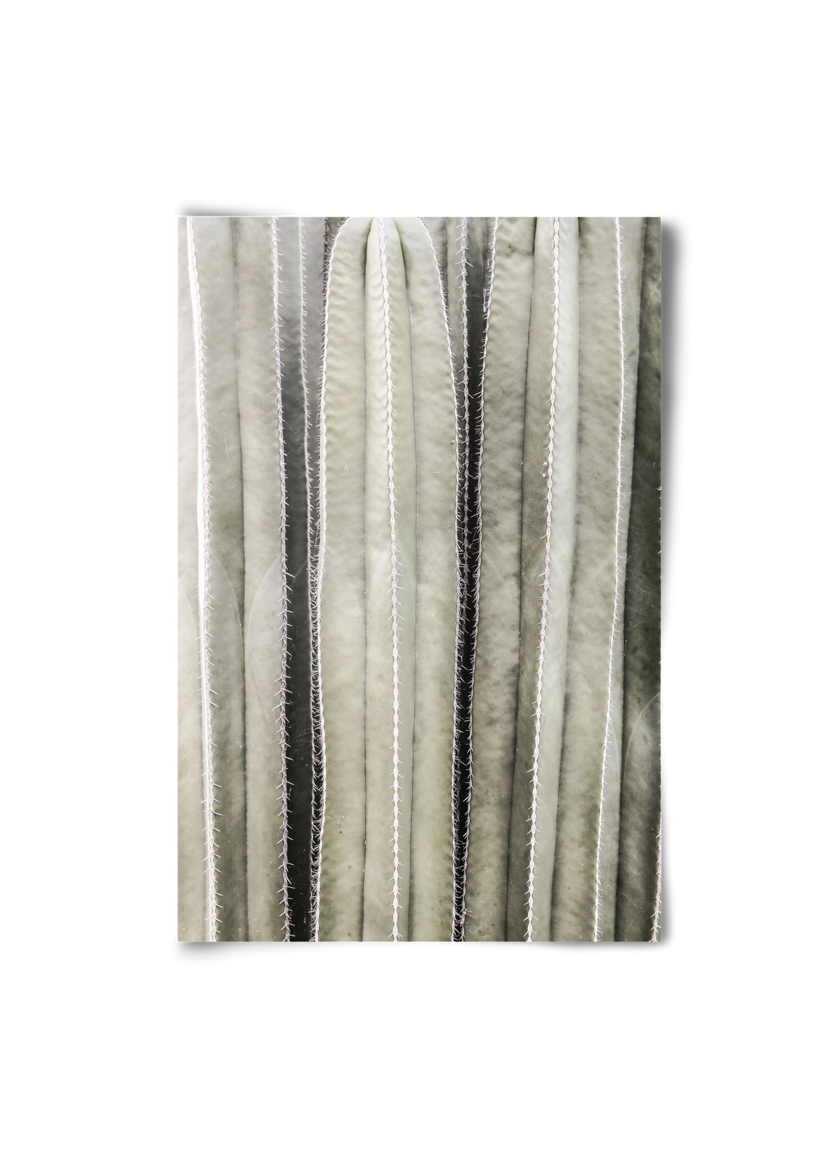 Cactiriver, 20x30 cm, Keret nélkül