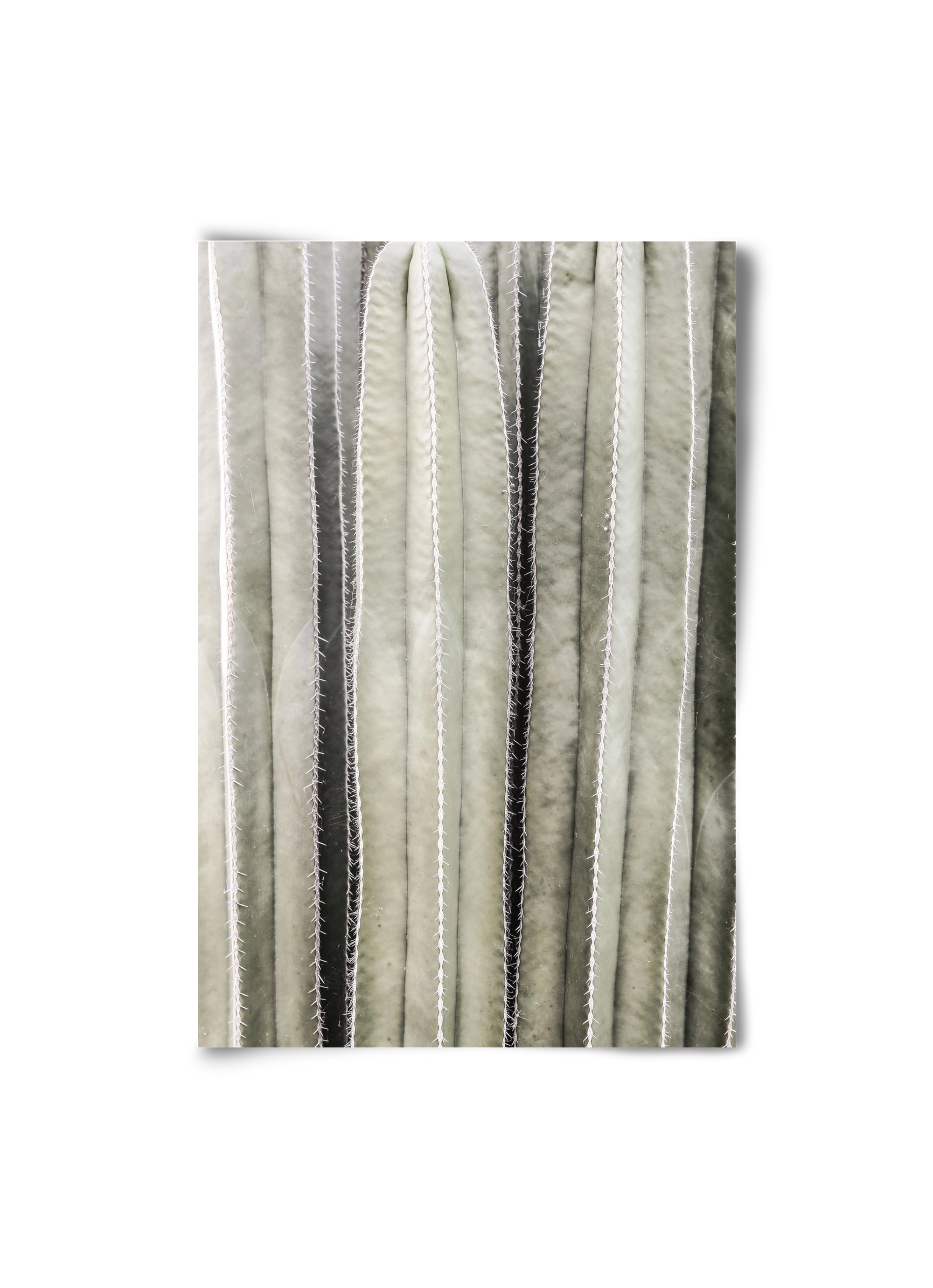 Cactiriver, 20x30 cm, Keret nélkül