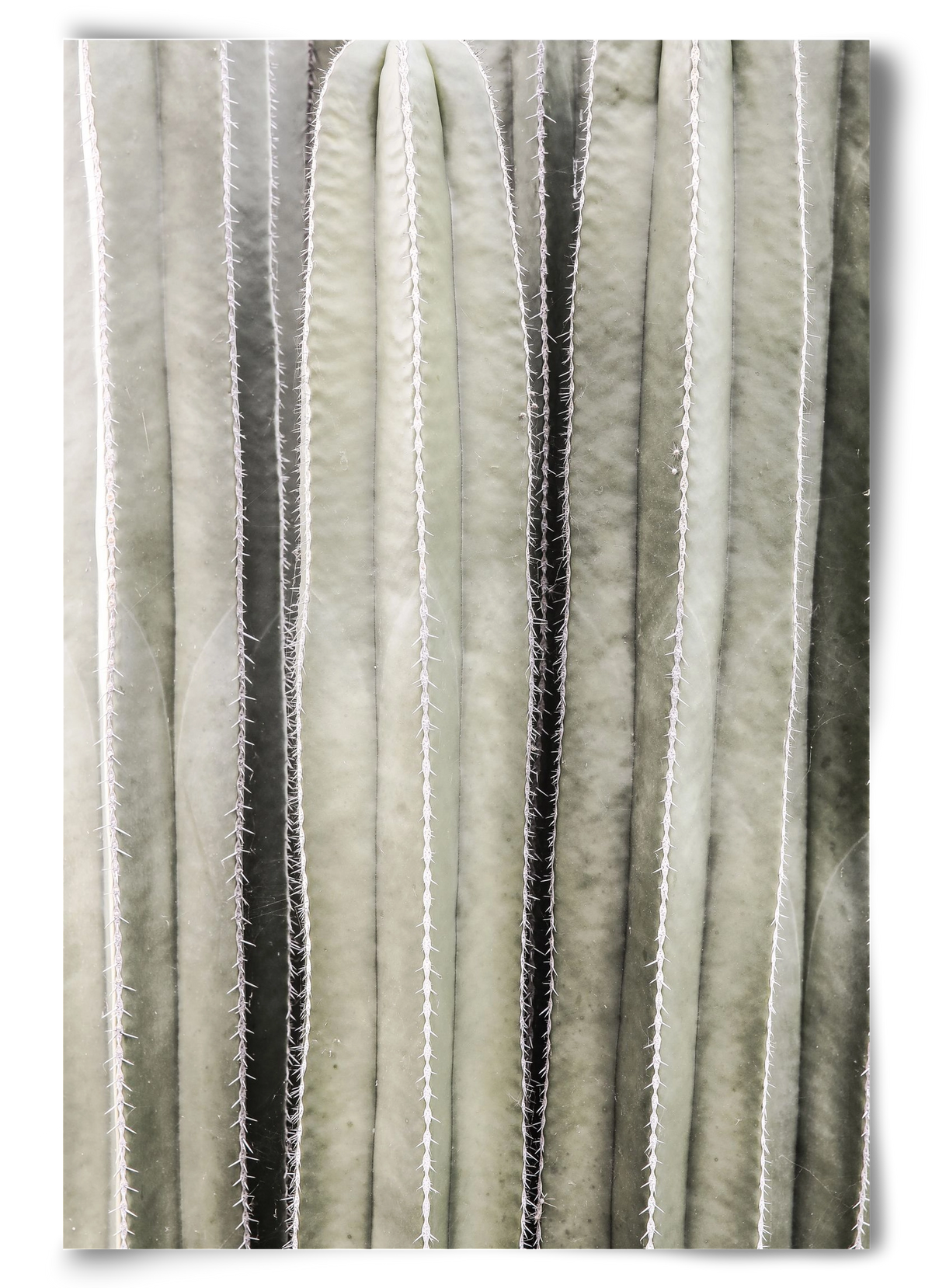 Cactiriver, 60x90 cm, Keret nélkül