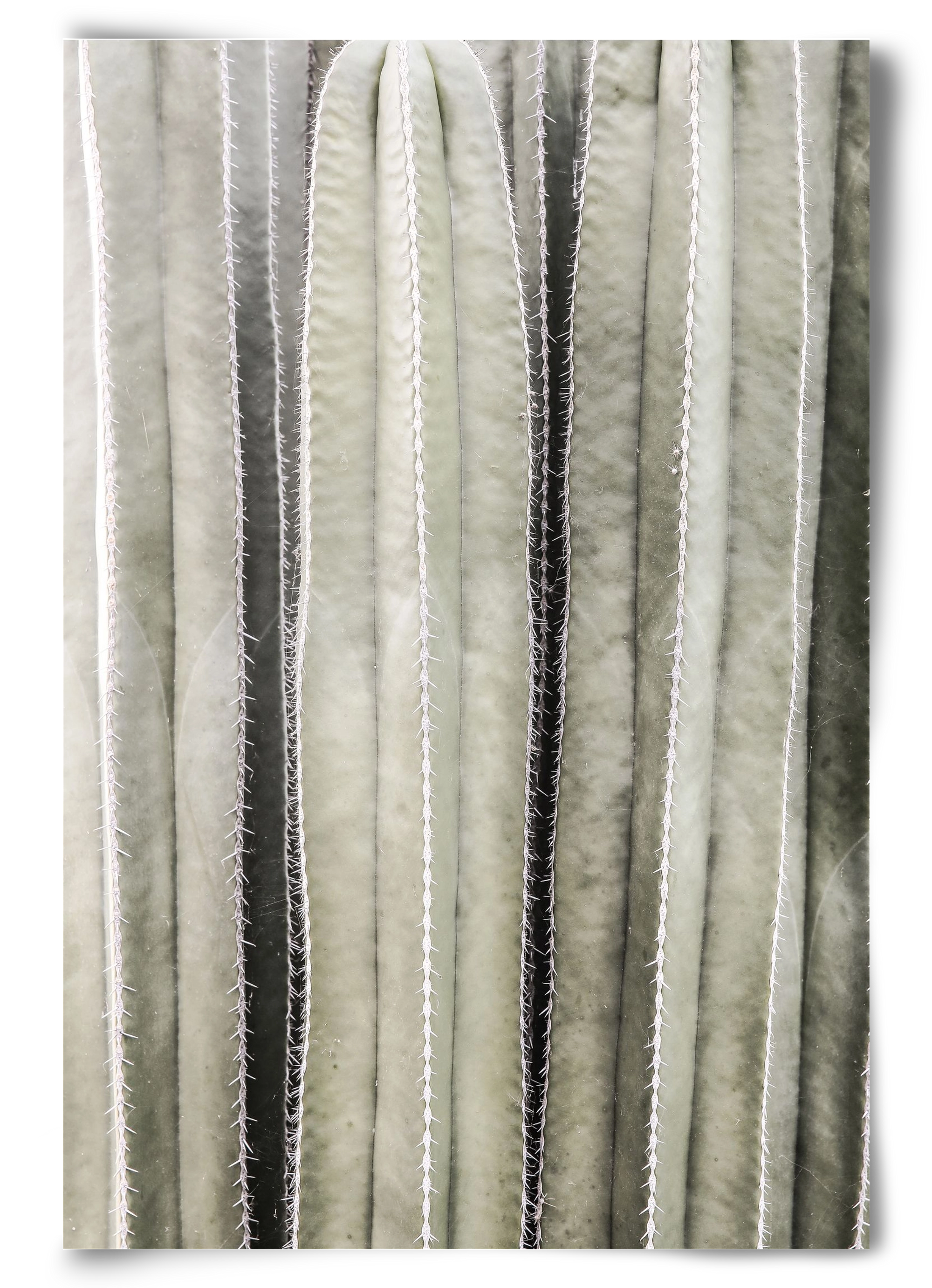Cactiriver, 60x90 cm, Keret nélkül