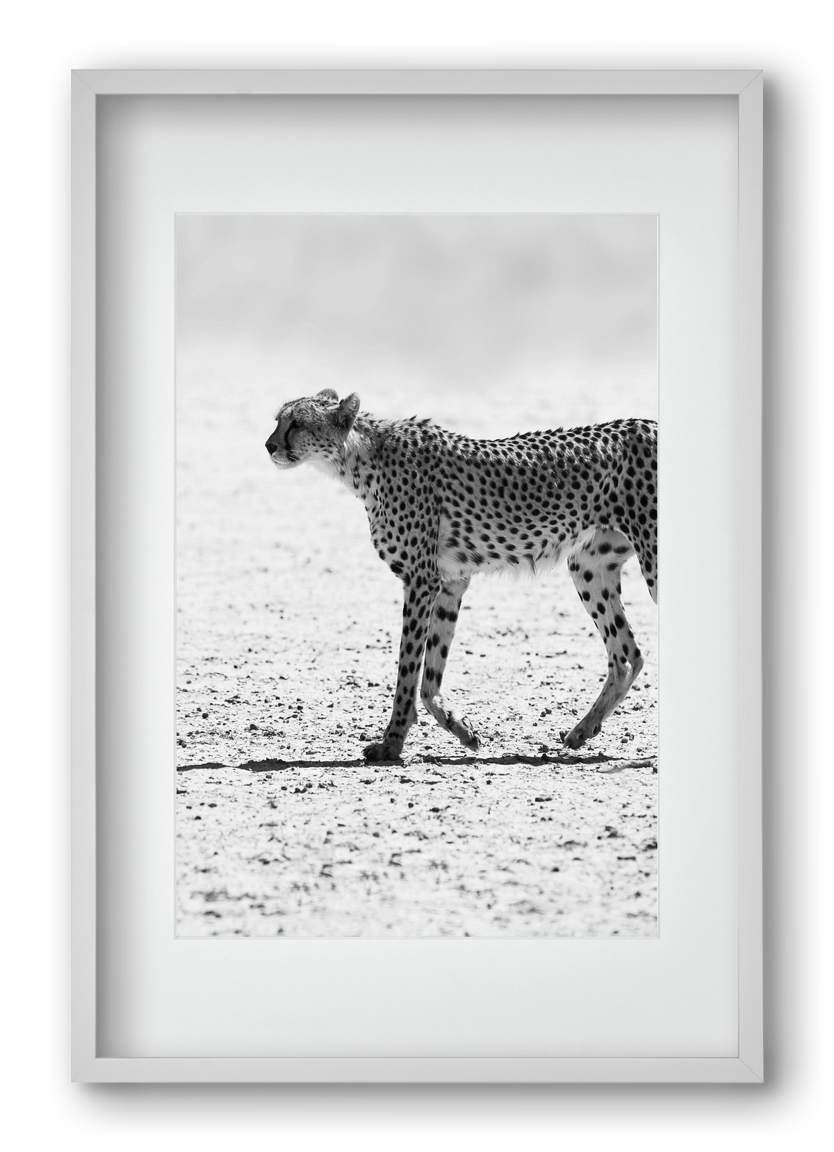 Cheetah, 40x60 cm (30x45 cm), Fehér keret, paszpartuval