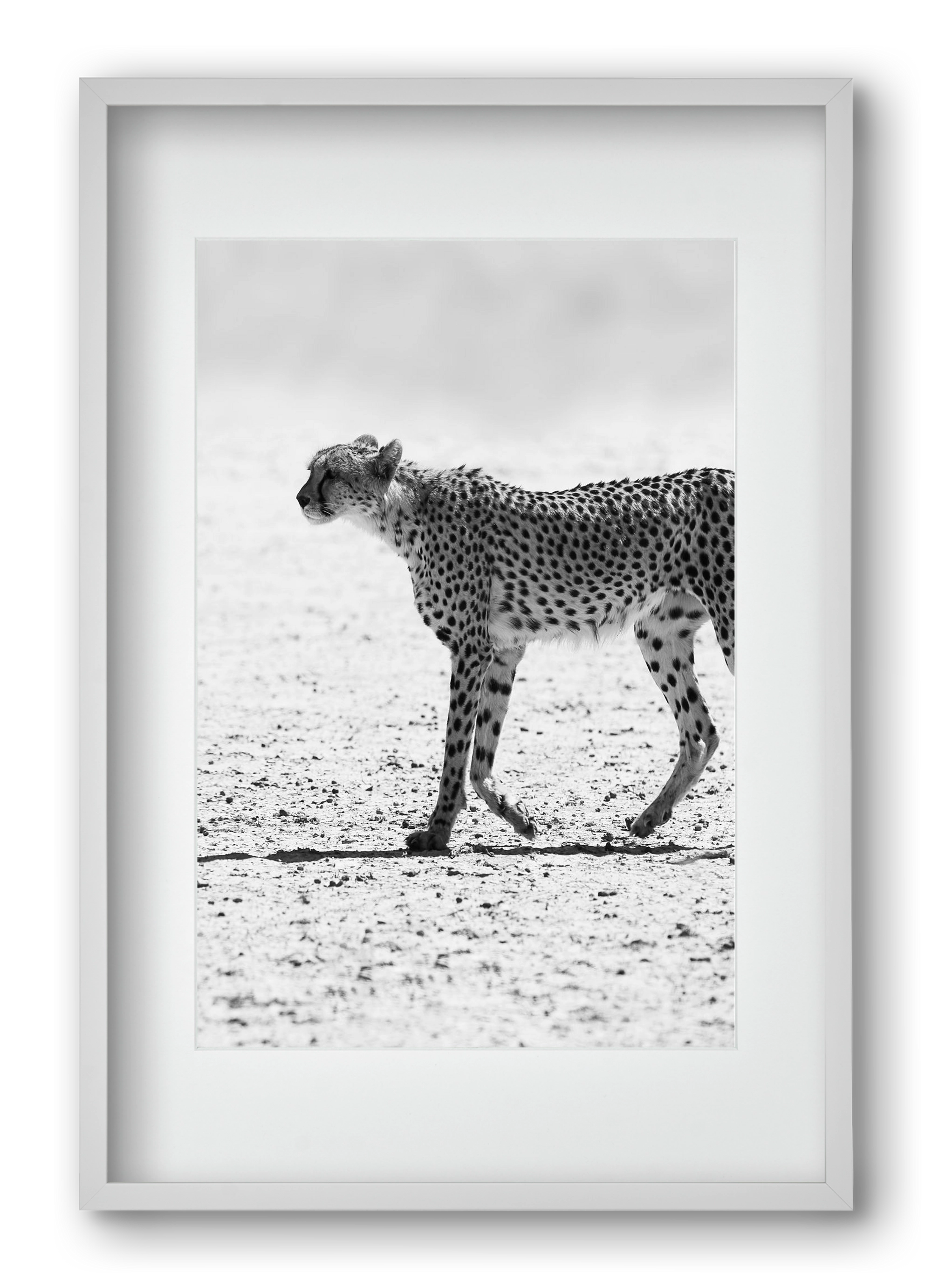 Cheetah, 40x60 cm (30x45 cm), Fehér keret, paszpartuval