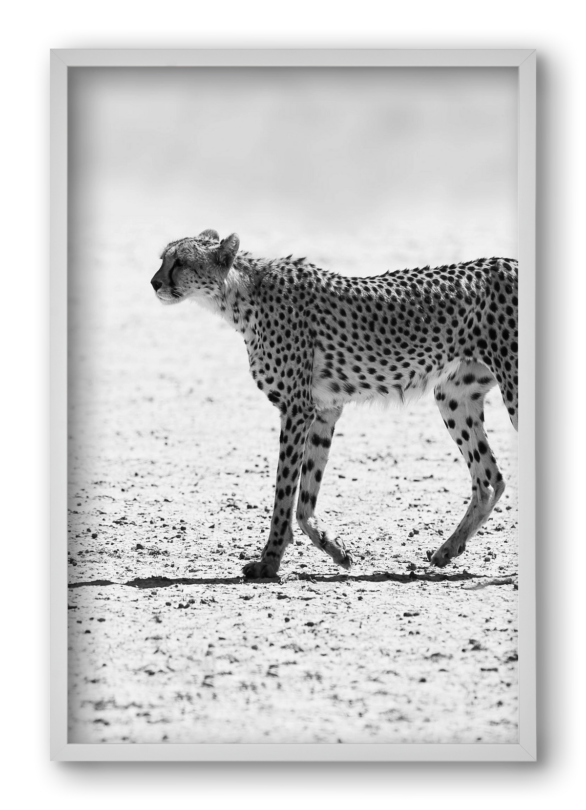 Cheetah, 40x60 cm (40x60 cm), Fehér keret