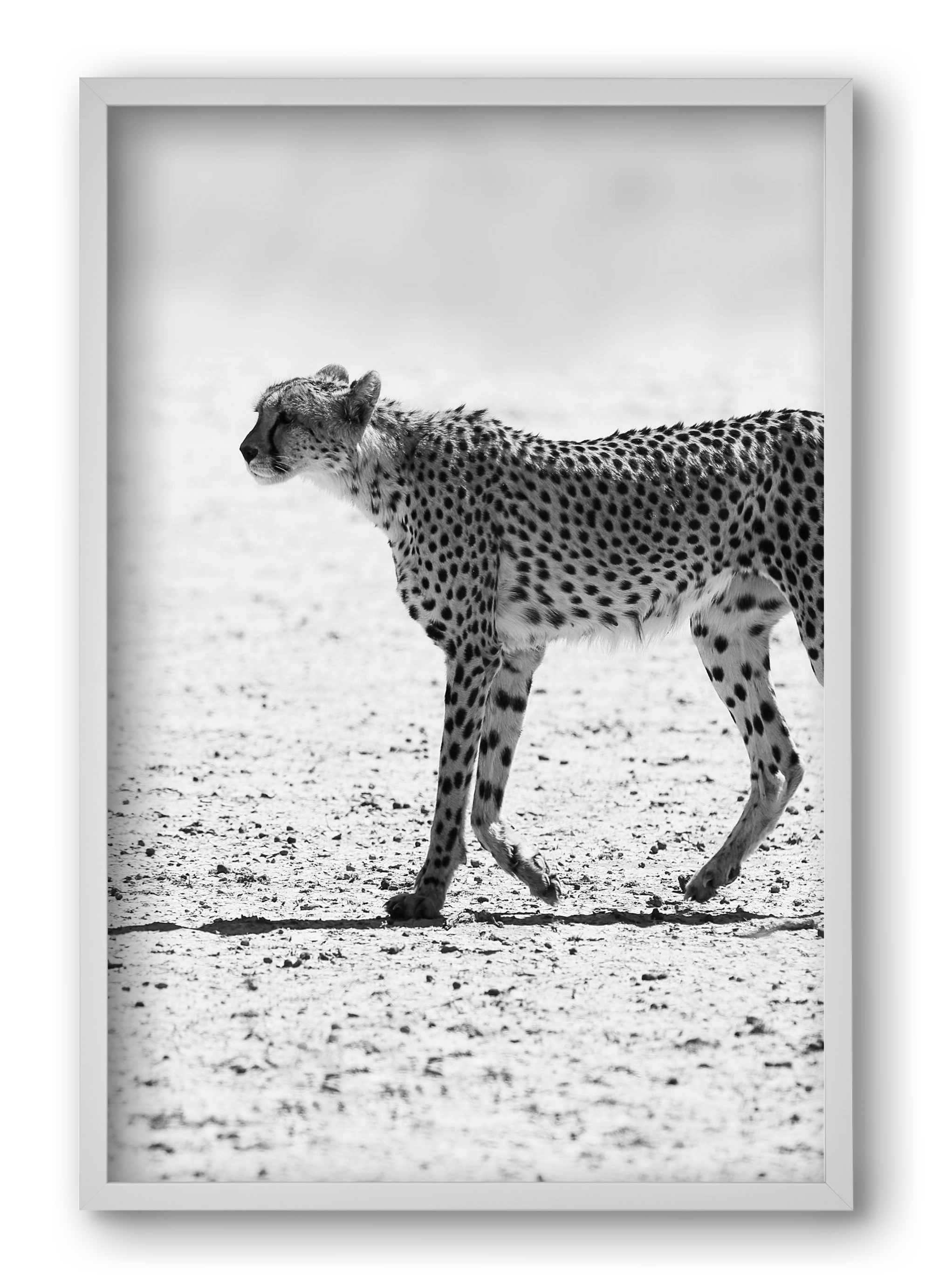 Cheetah, 40x60 cm (40x60 cm), Fehér keret