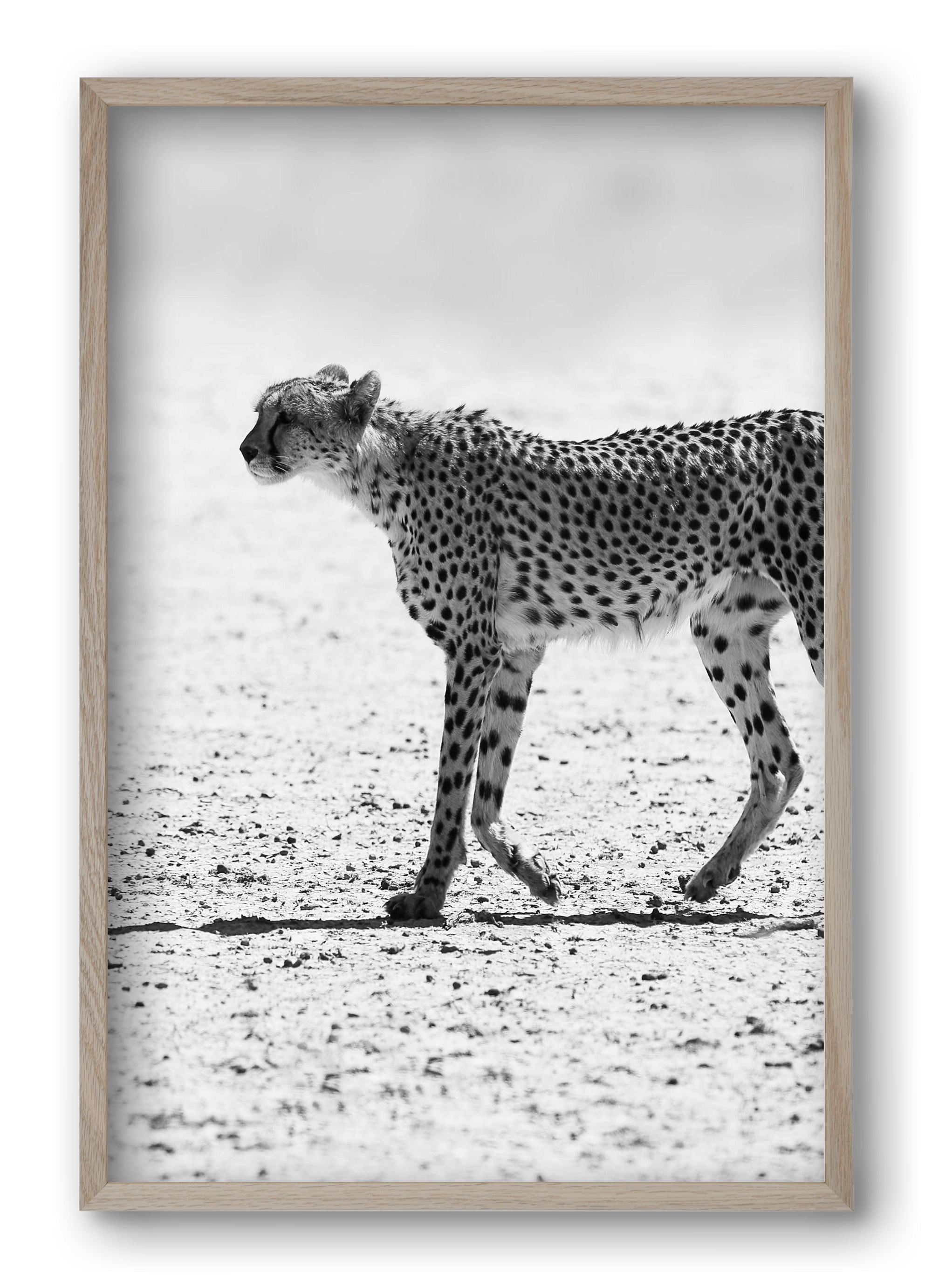 Cheetah, 40x60 cm (40x60 cm), Tölgy keret