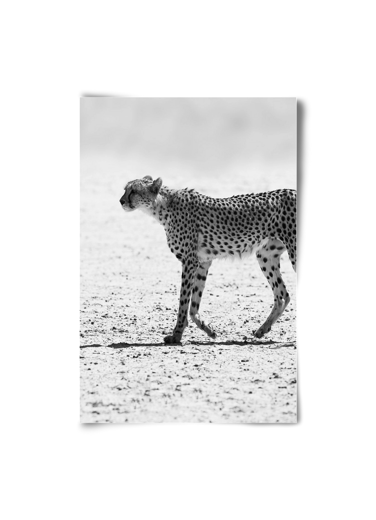 Cheetah, 20x30 cm, Keret nélkül