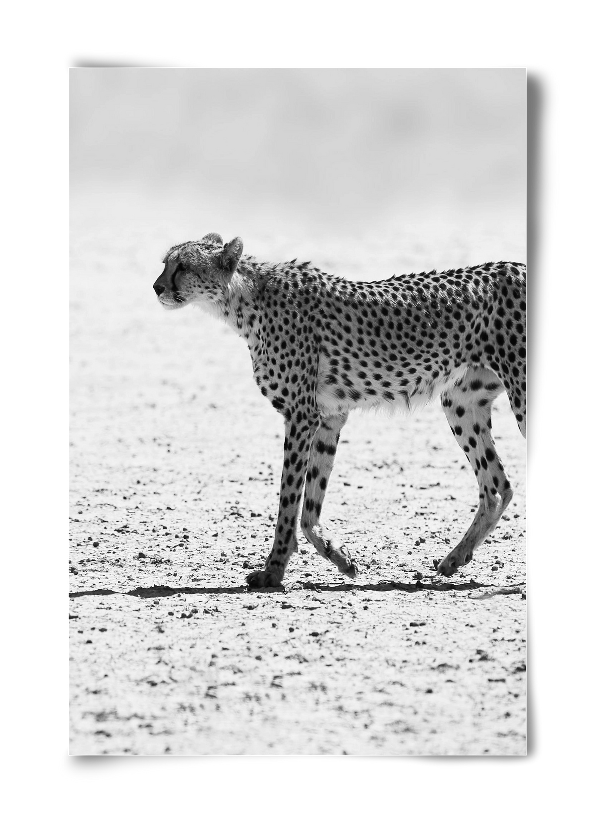 Cheetah, 40x60 cm, Keret nélkül