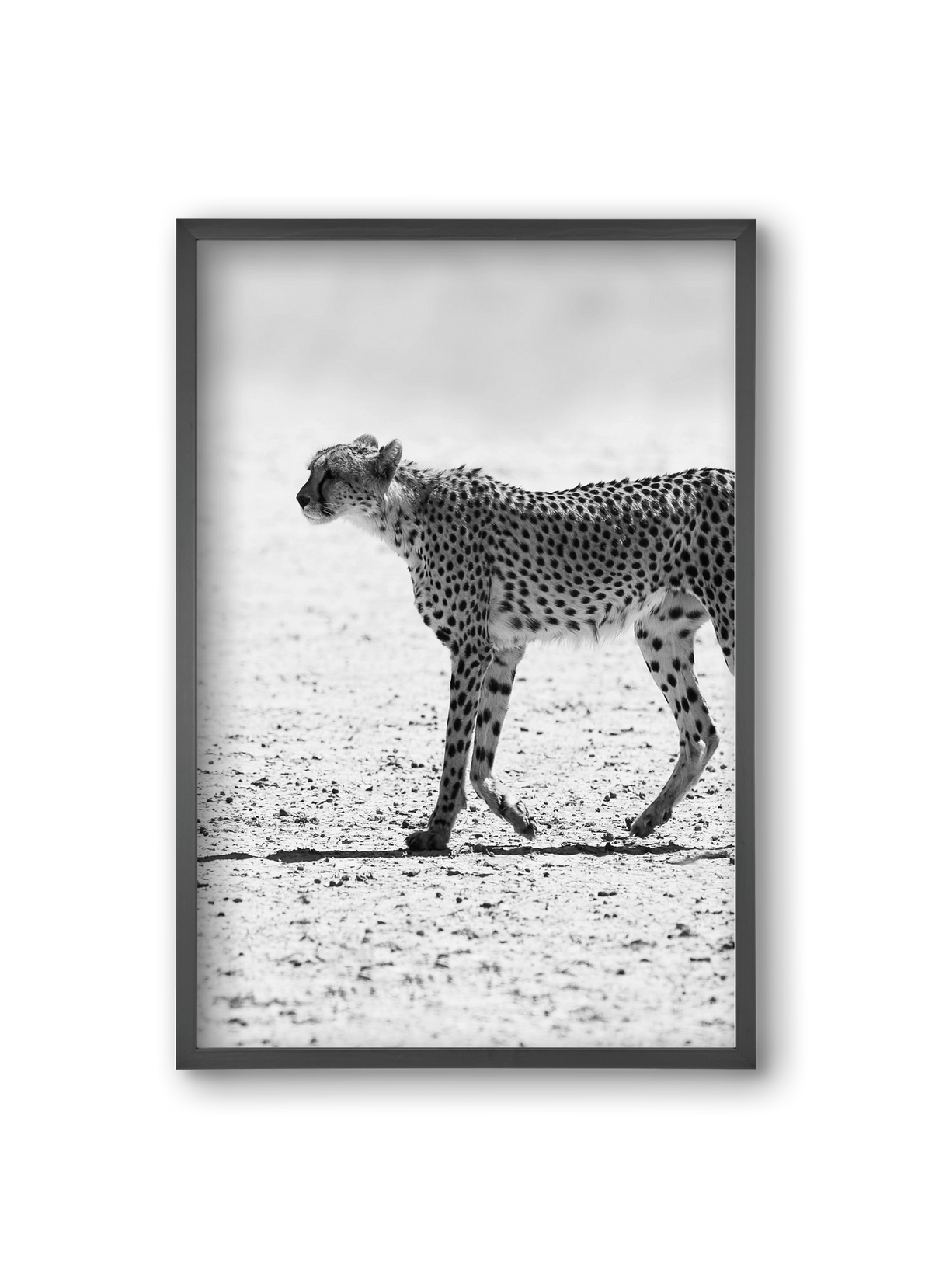 Cheetah, 20x30 cm (20x30 cm), Fekete keret