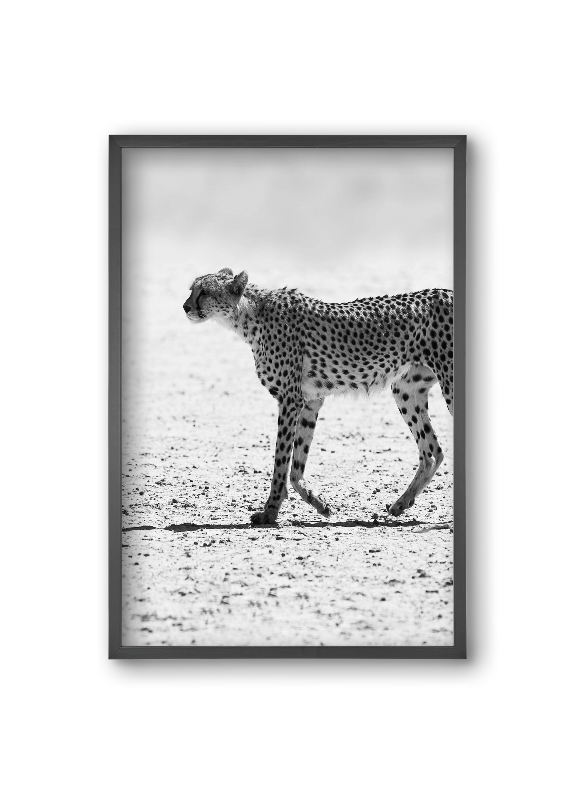 Cheetah, 20x30 cm (20x30 cm), Fekete keret