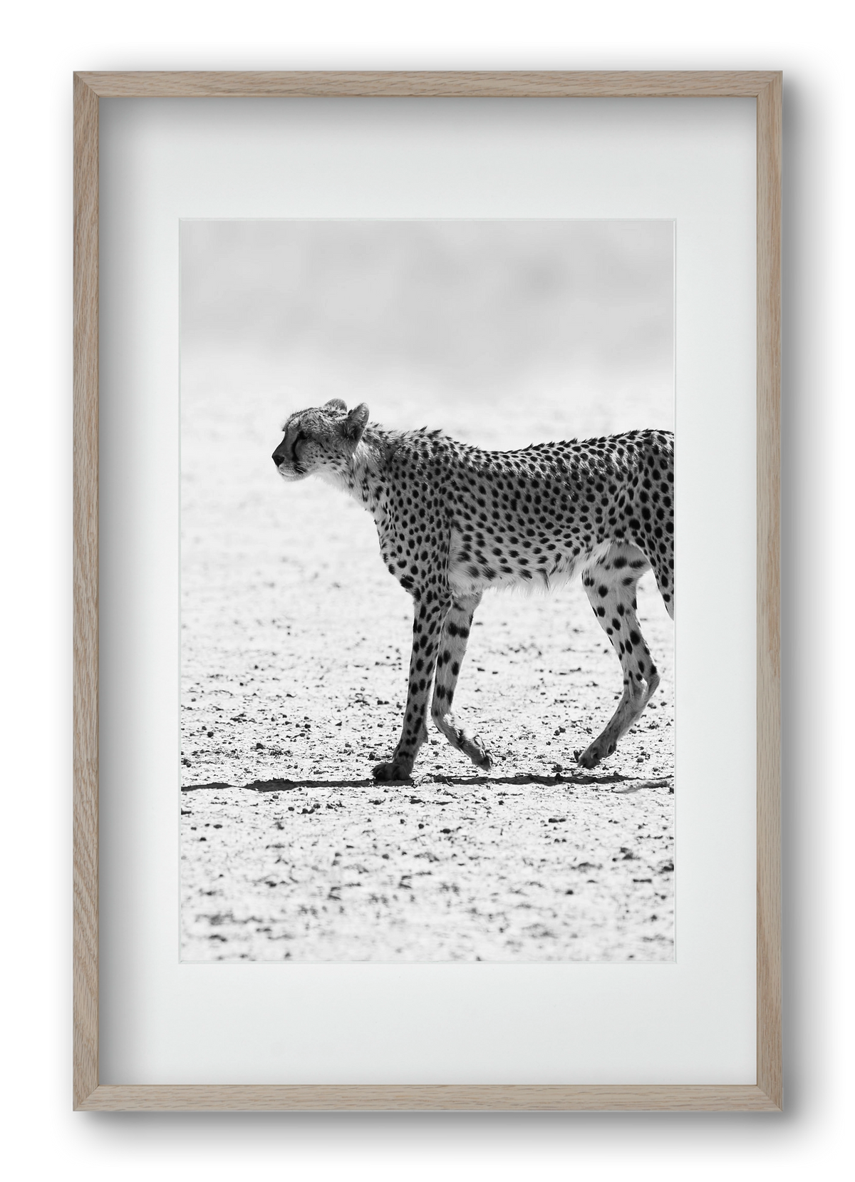 Cheetah, 40x60 cm (30x45 cm), Tölgy keret, paszpartuval