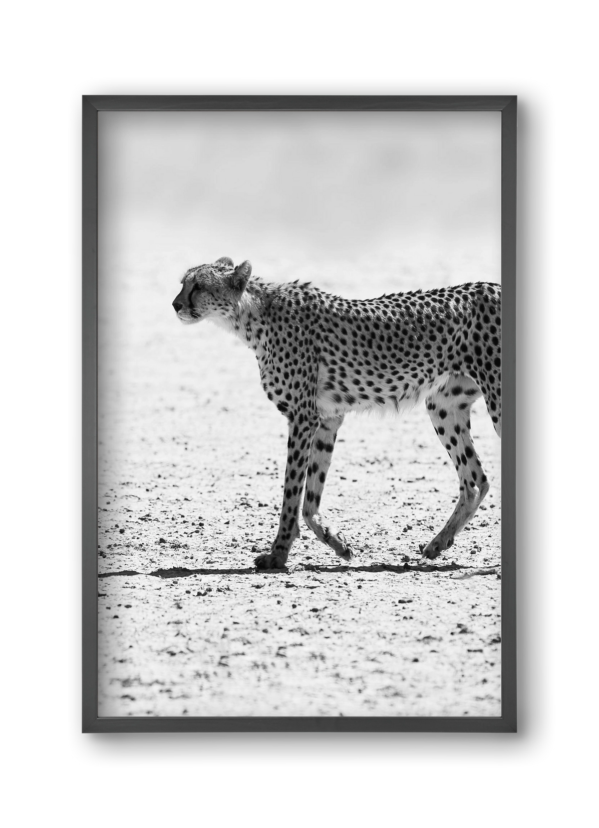 Cheetah, 30x45 cm (30x45 cm), Fekete keret