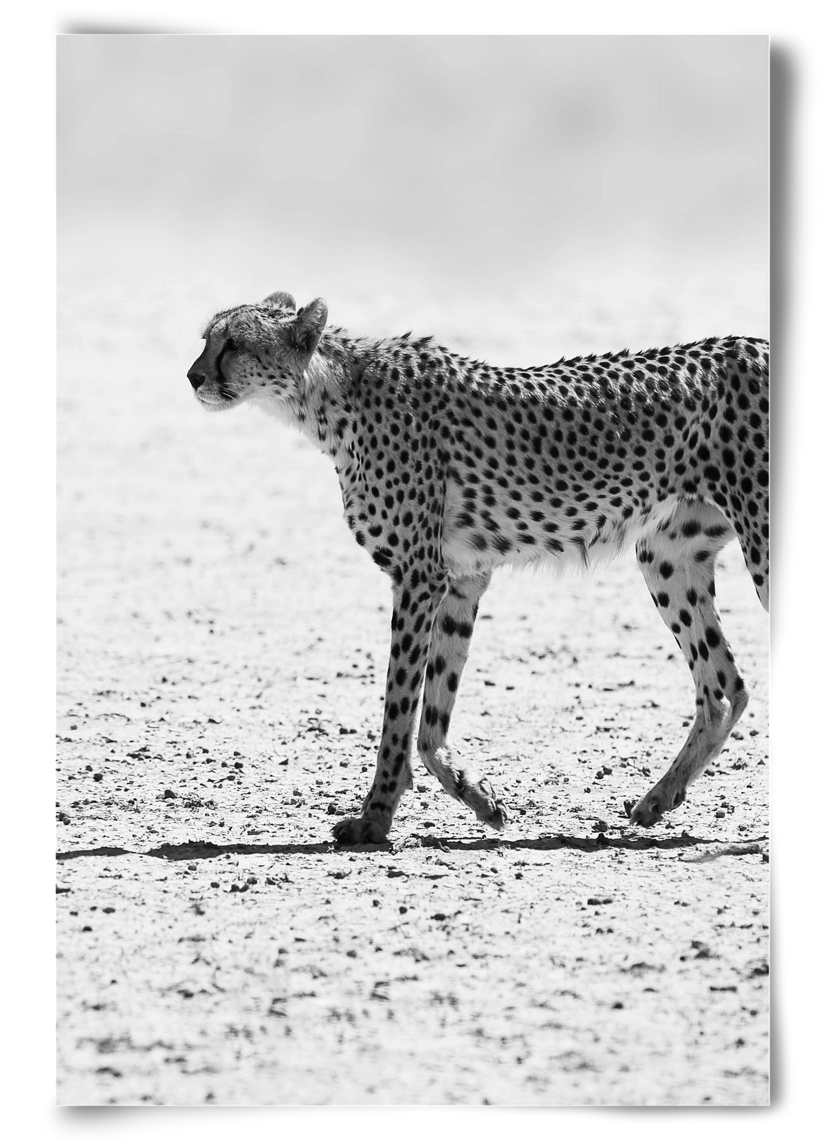 Cheetah, 60x90 cm, Keret nélkül