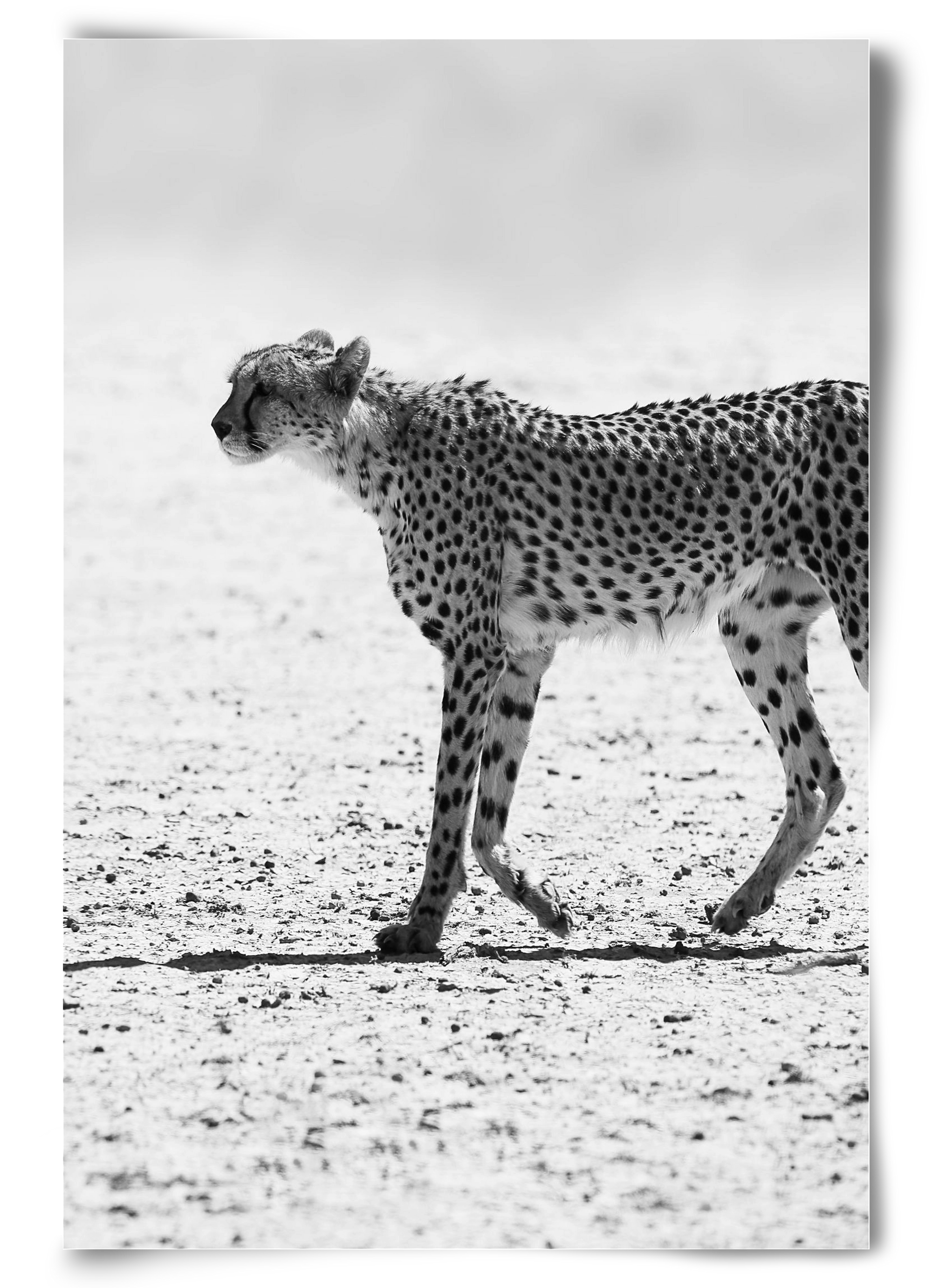 Cheetah, 60x90 cm, Keret nélkül