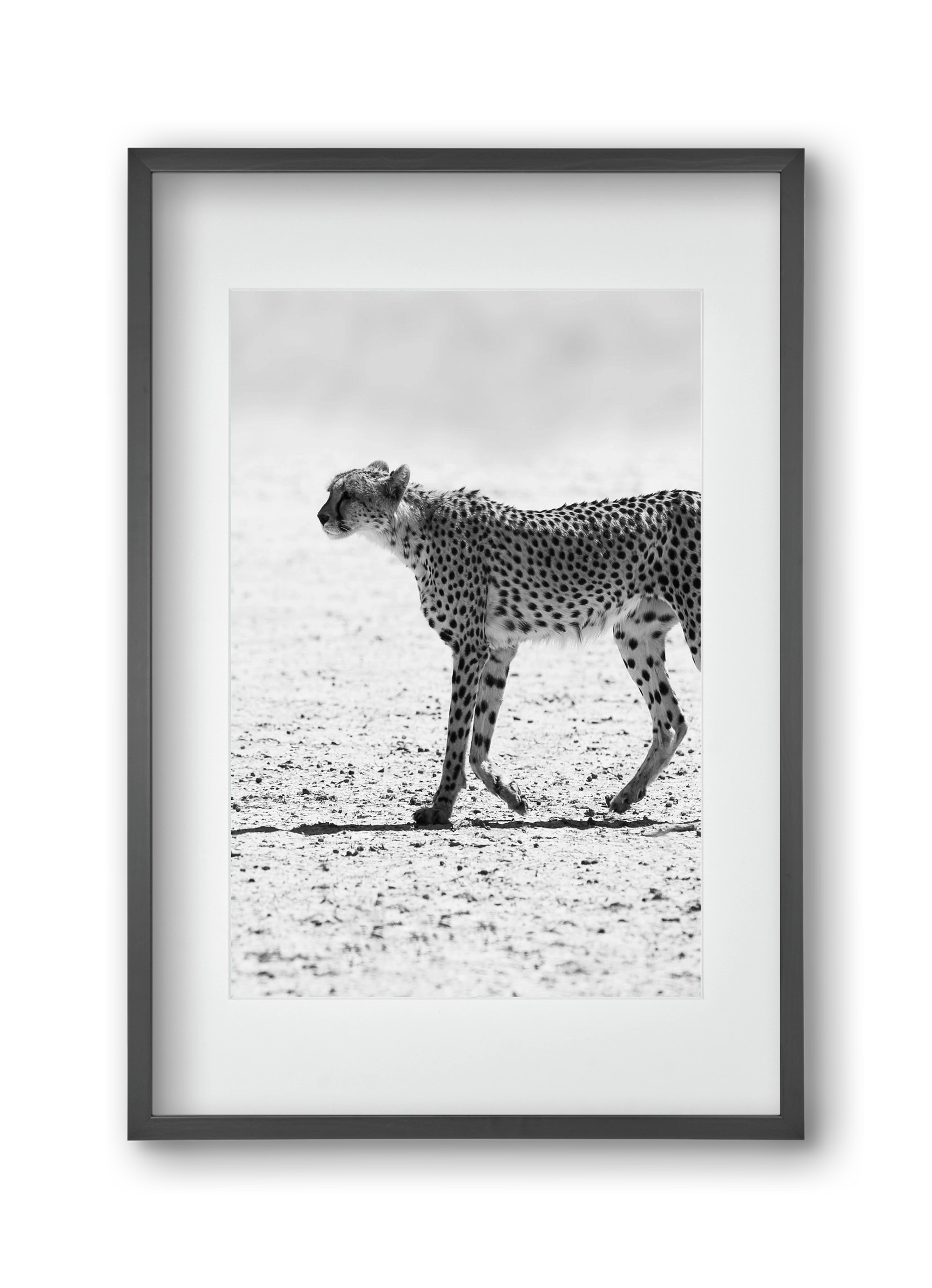 Cheetah, 30x45 cm (20x30 cm), Fekete keret, paszpartuval