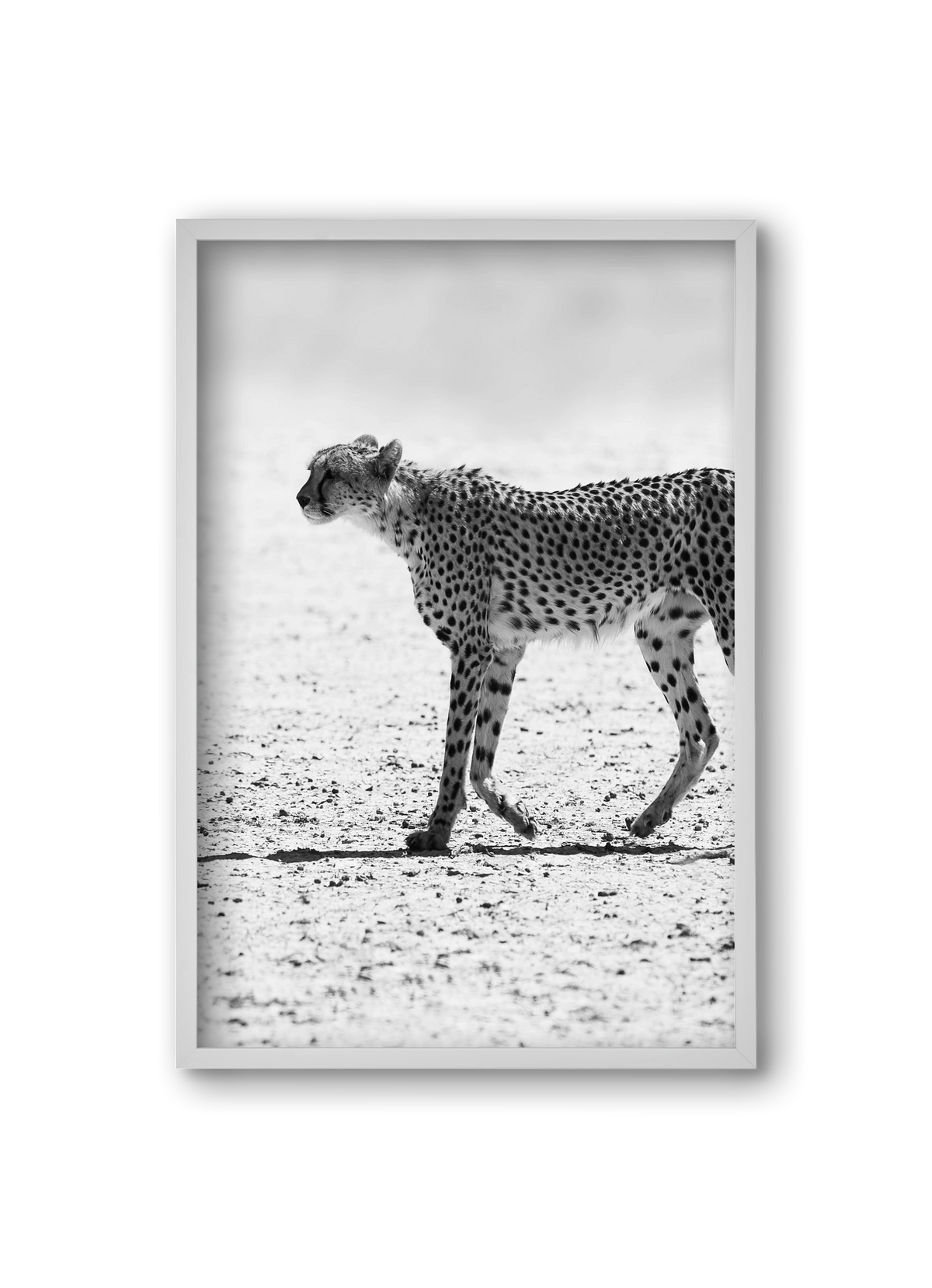 Cheetah, 20x30 cm (20x30 cm), Fehér keret