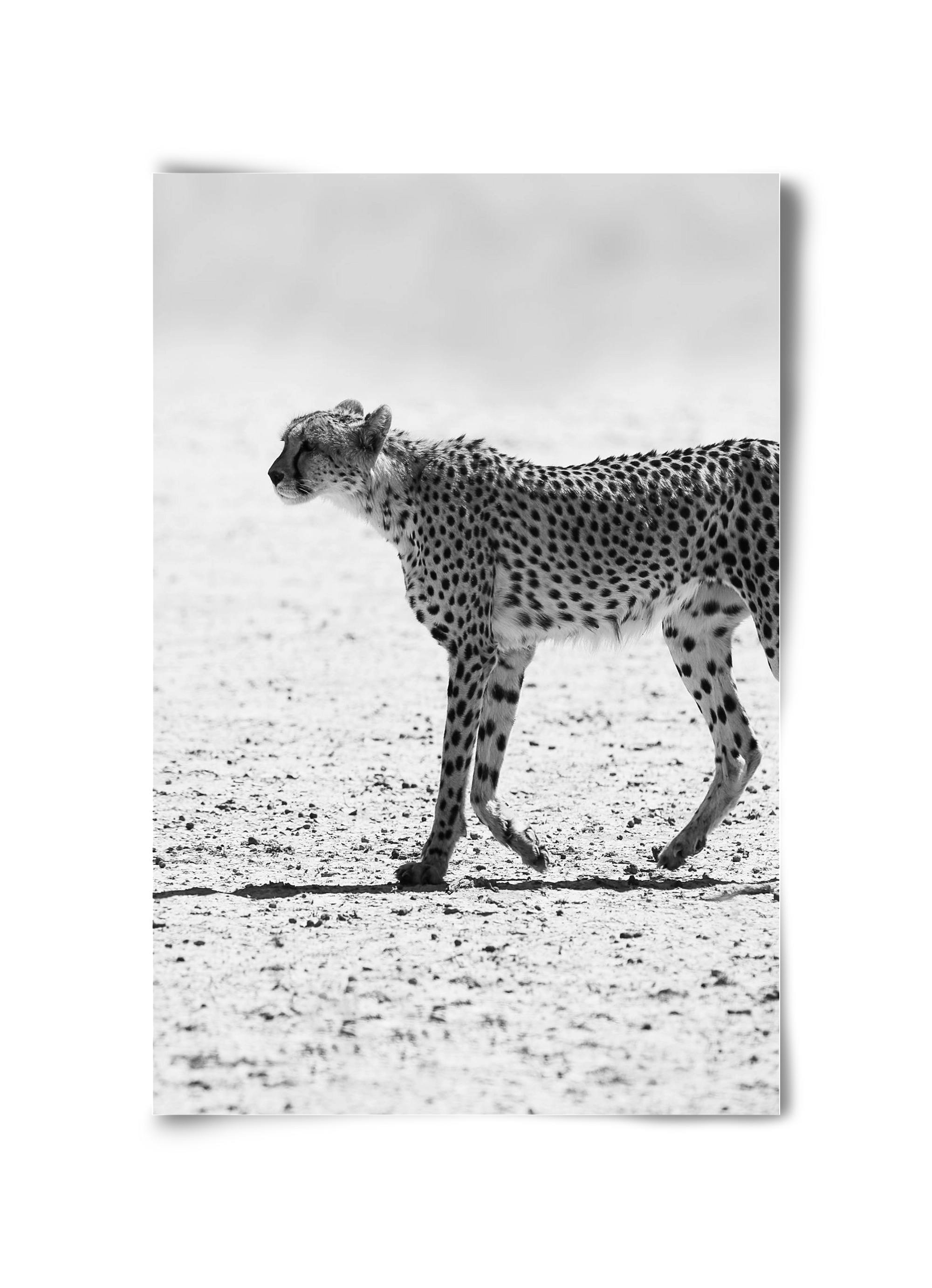 Cheetah, 30x45 cm, Keret nélkül
