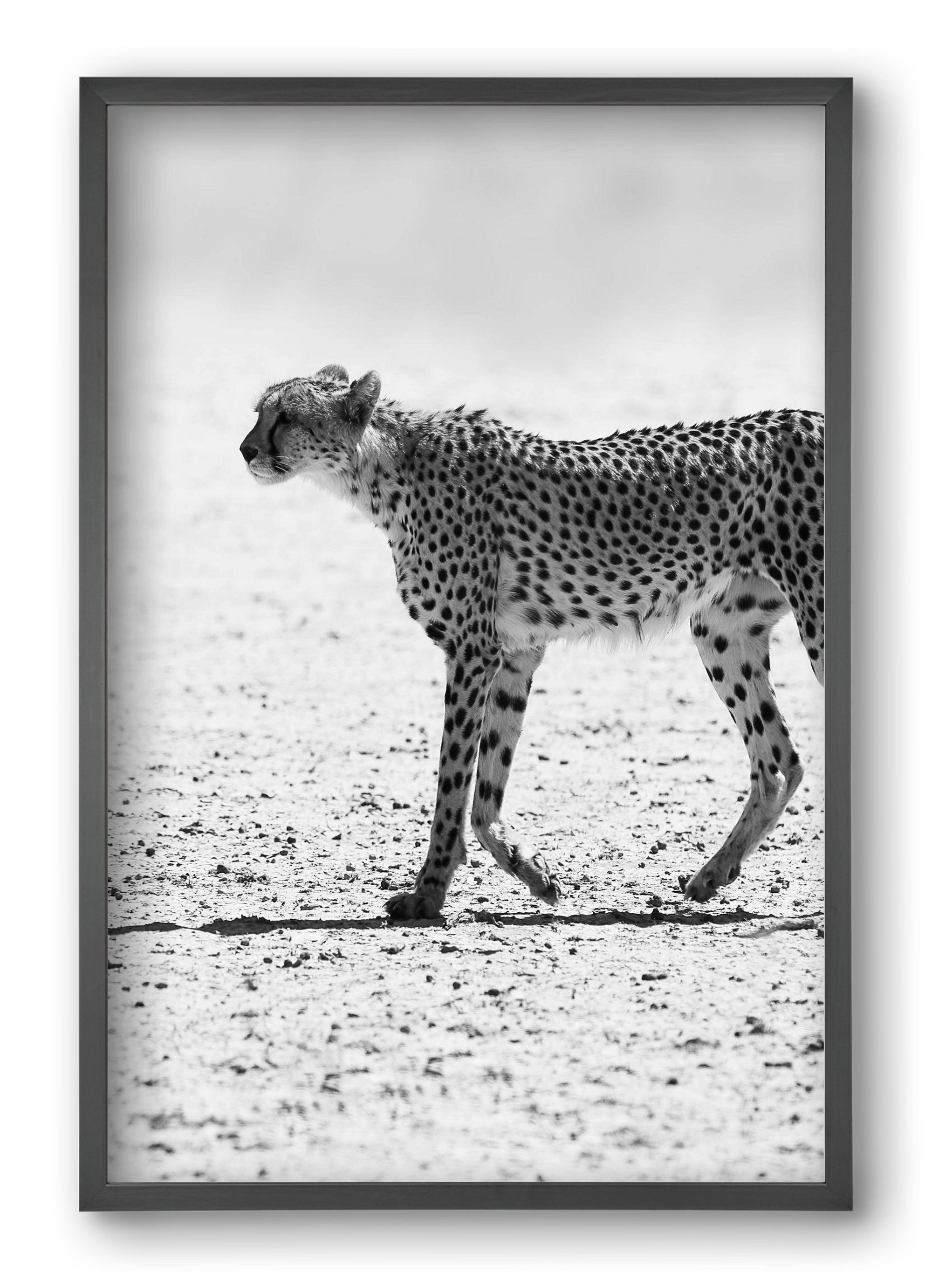 Cheetah, 40x60 cm (40x60 cm), Fekete keret