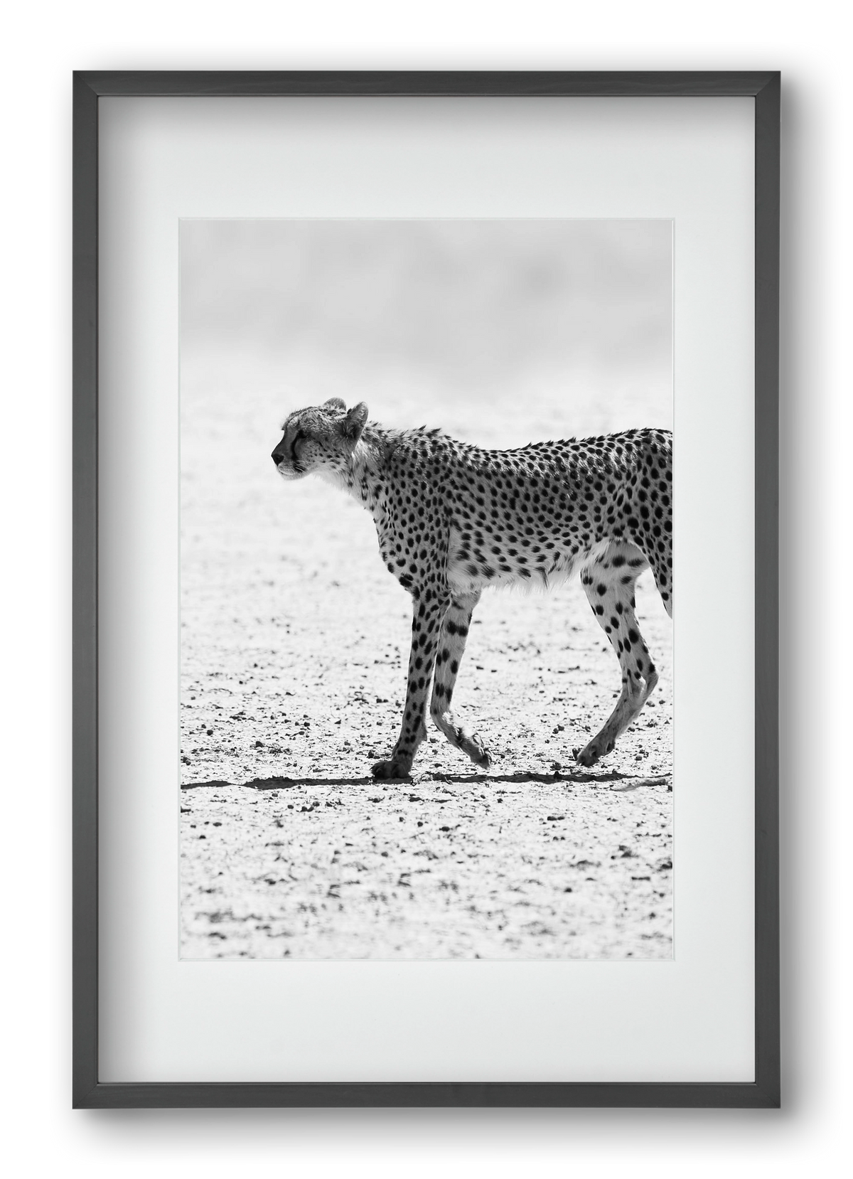 Cheetah, 40x60 cm (30x45 cm), Fekete keret, paszpartuval