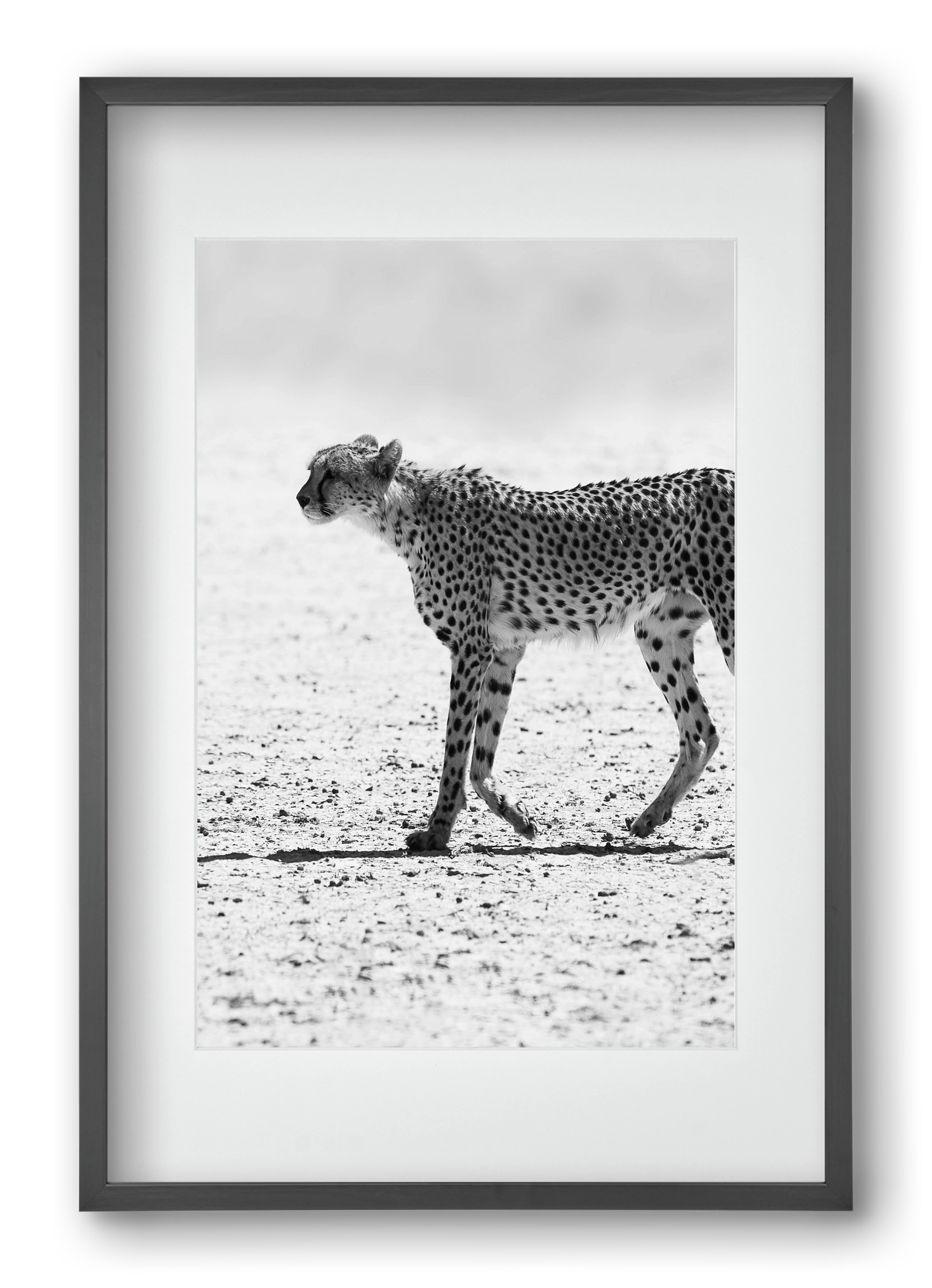 Cheetah, 40x60 cm (30x45 cm), Fekete keret, paszpartuval