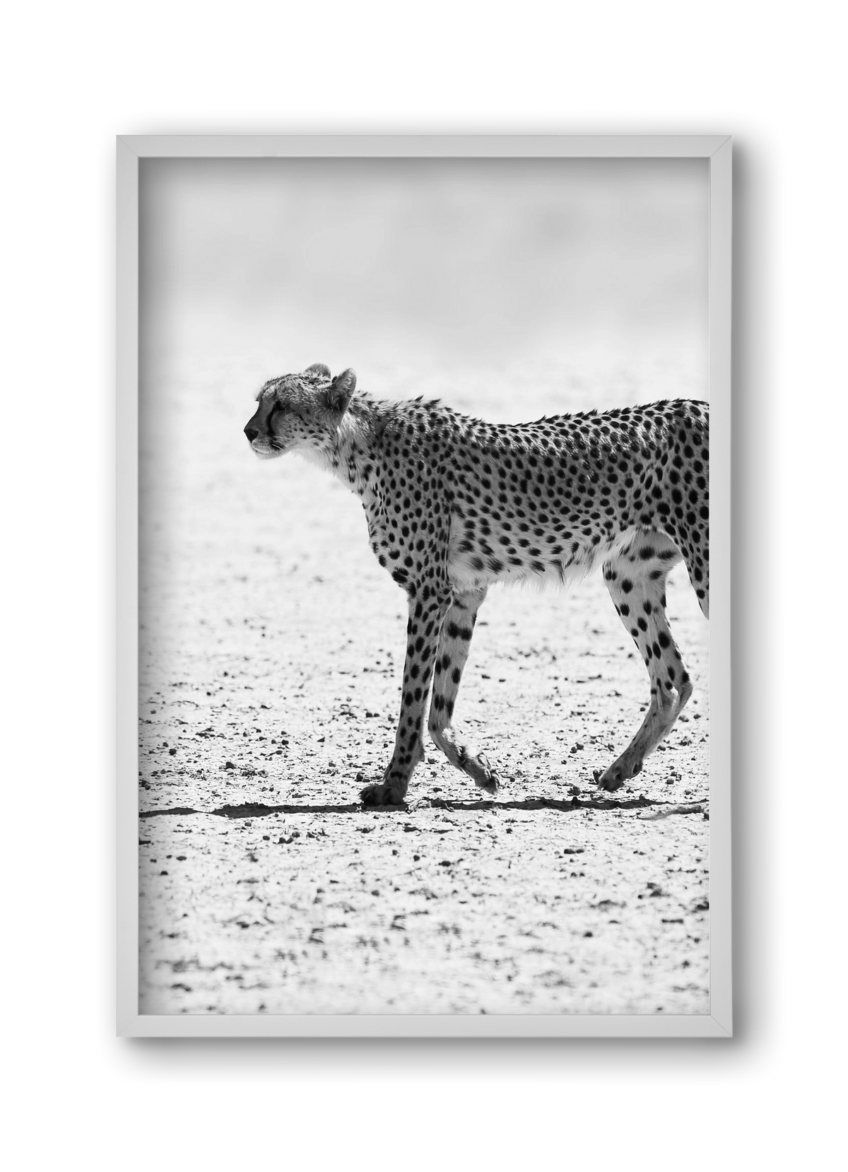Cheetah, 30x45 cm (30x45 cm), Fehér keret