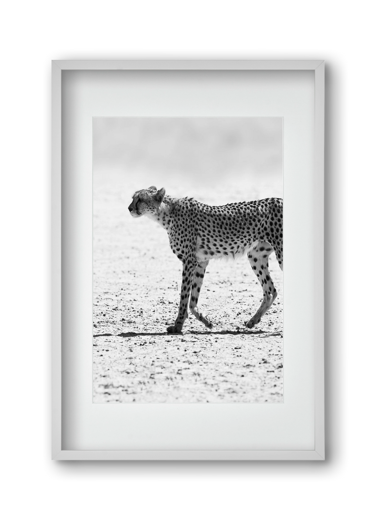Cheetah, 30x45 cm (20x30 cm), Fehér keret, paszpartuval