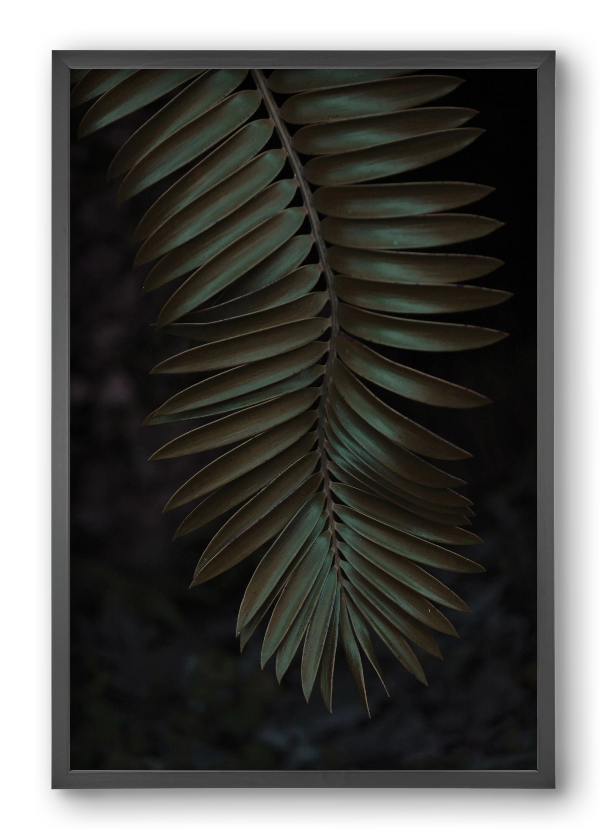 Cycad, 40x60 cm (40x60 cm), Fekete keret