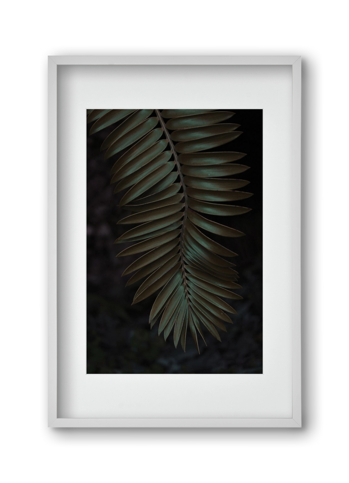 Cycad, 30x45 cm (20x30 cm), Fehér keret, paszpartuval
