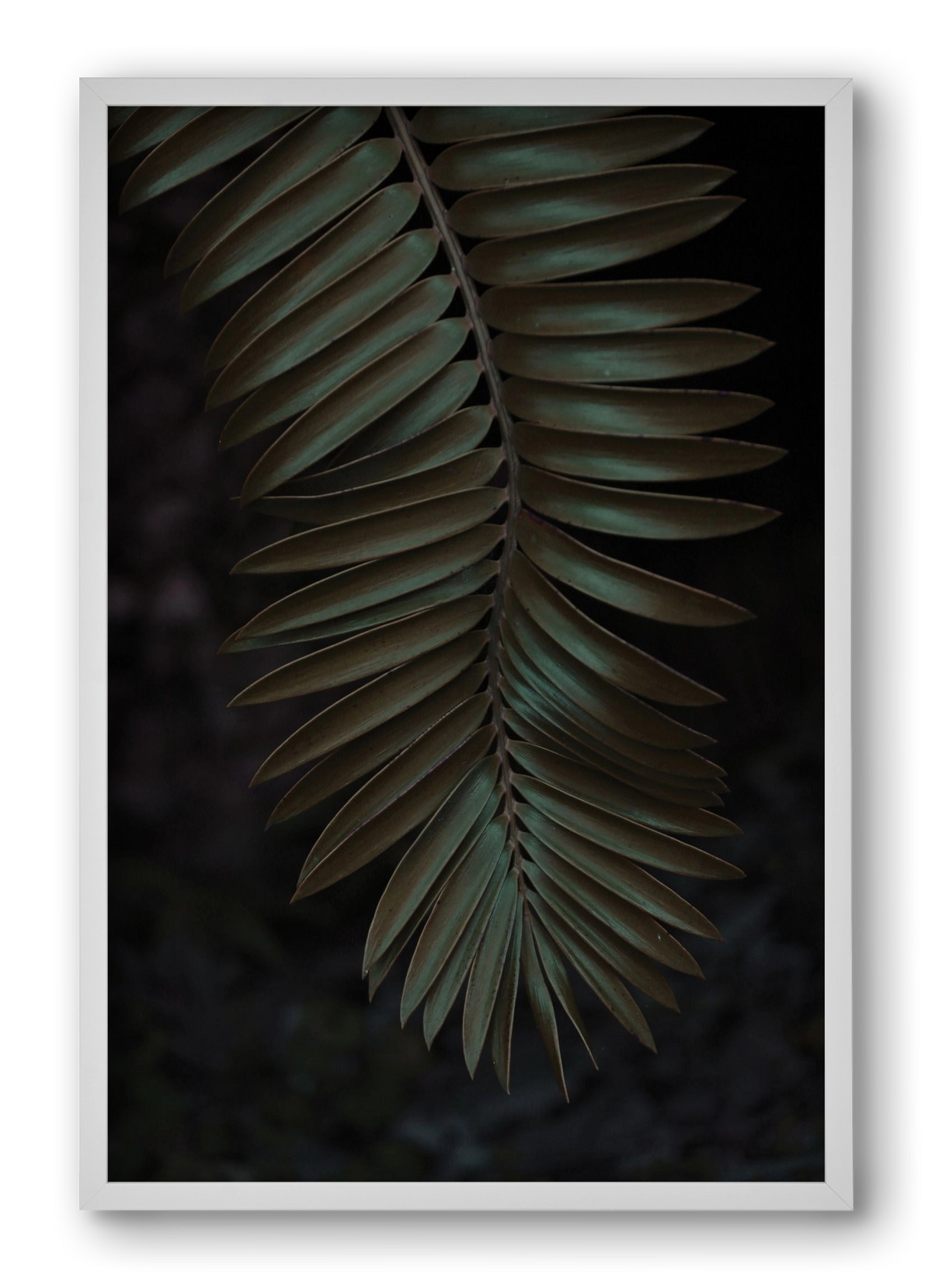 Cycad, 40x60 cm (40x60 cm), Fehér keret