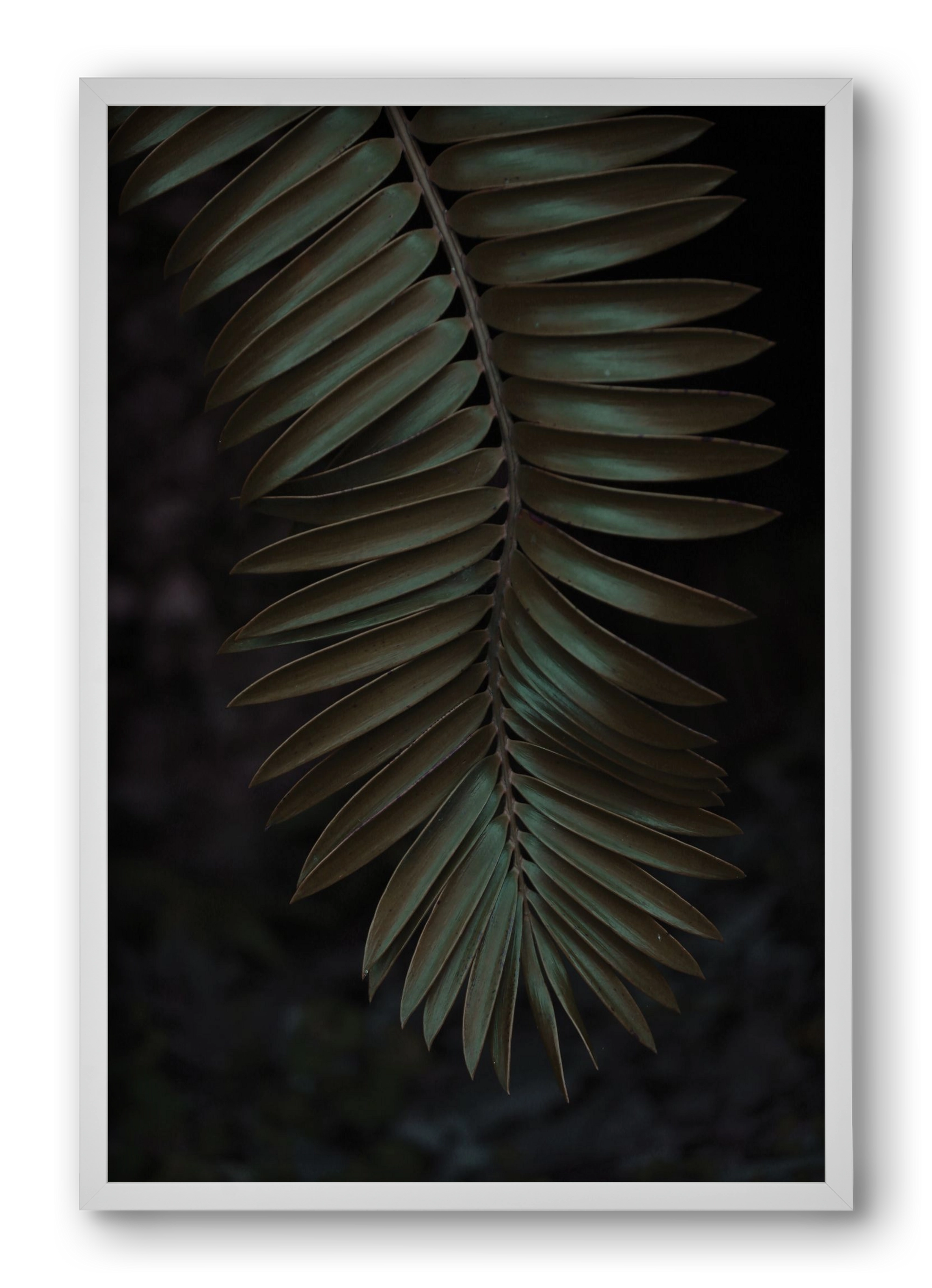 Cycad, 40x60 cm (40x60 cm), Fehér keret