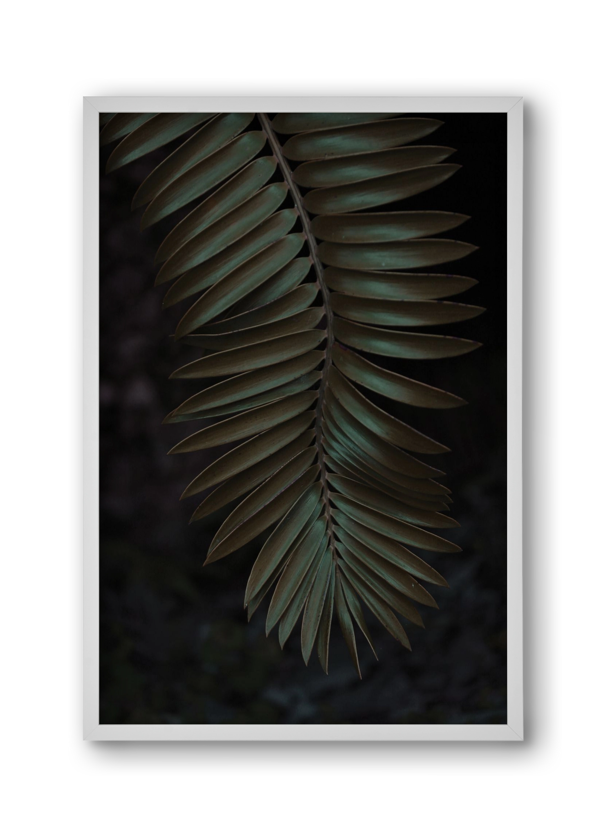 Cycad, 30x45 cm (30x45 cm), Fehér keret