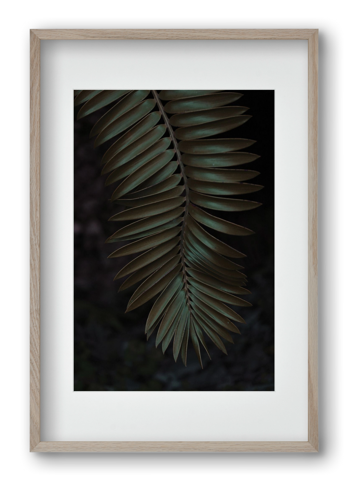 Cycad, 40x60 cm (30x45 cm), Tölgy keret, paszpartuval
