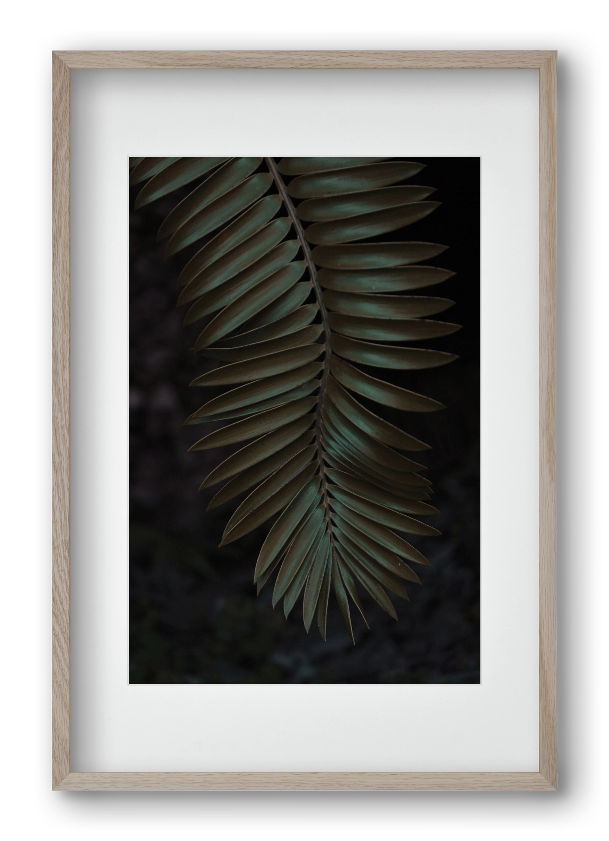 Cycad, 40x60 cm (30x45 cm), Tölgy keret, paszpartuval