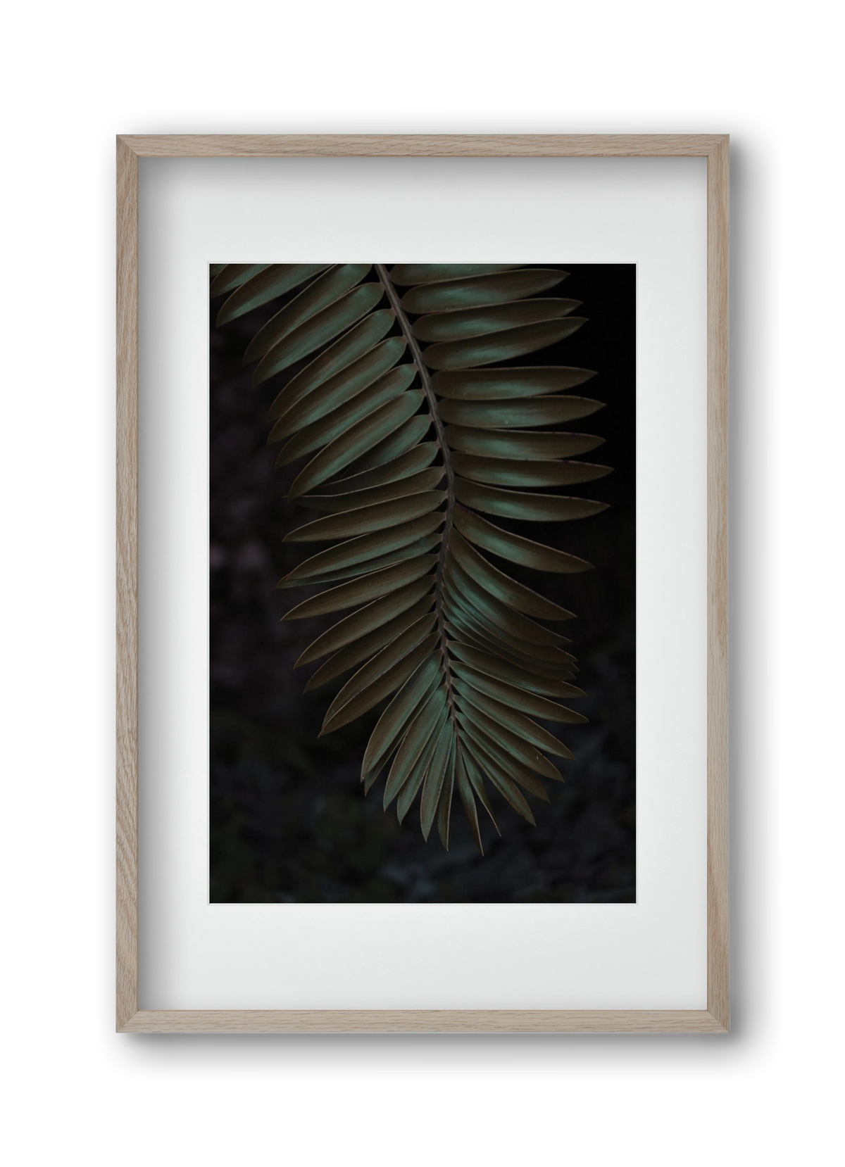 Cycad, 30x45 cm (20x30 cm), Tölgy keret, paszpartuval