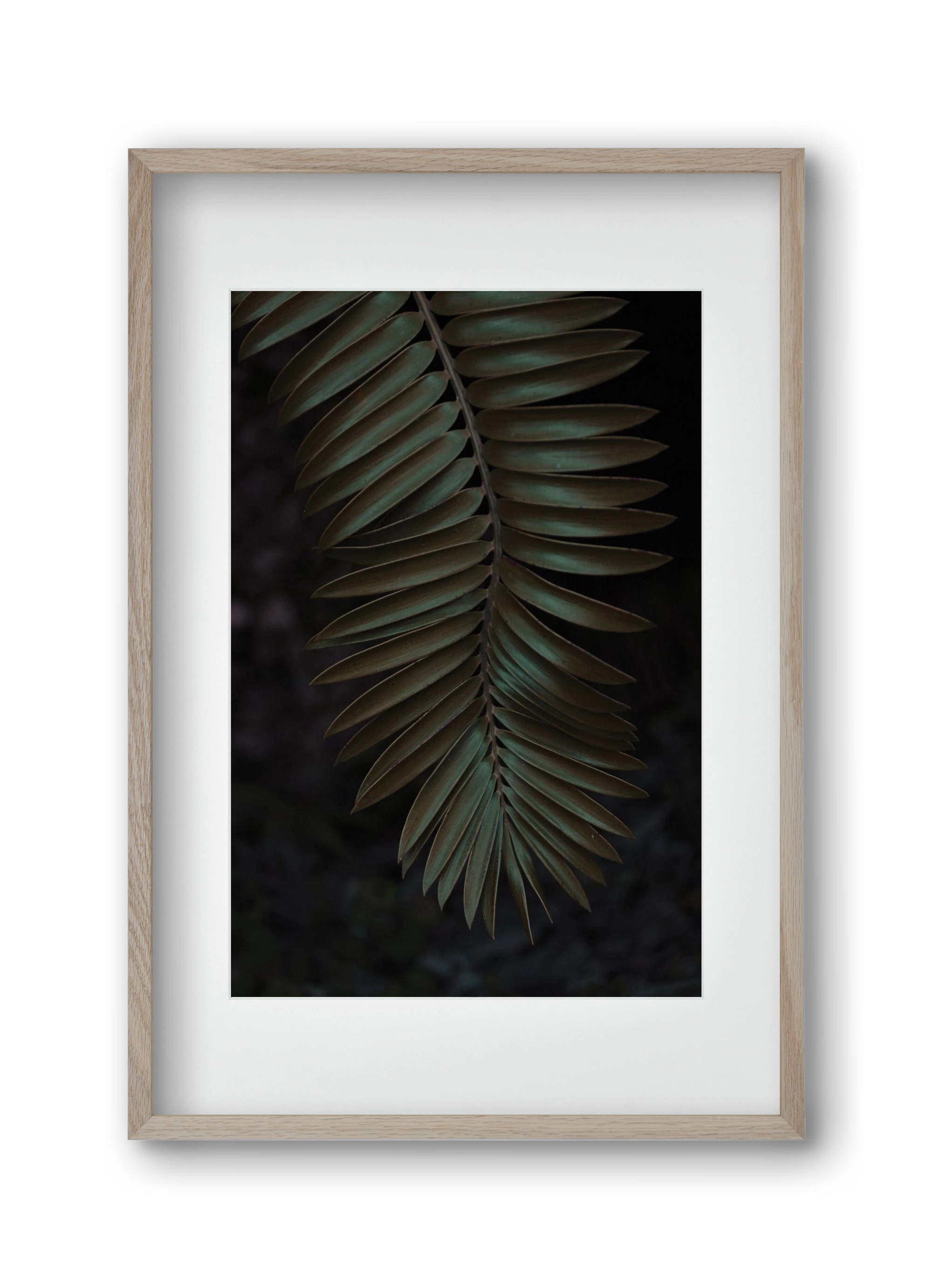 Cycad, 30x45 cm (20x30 cm), Tölgy keret, paszpartuval
