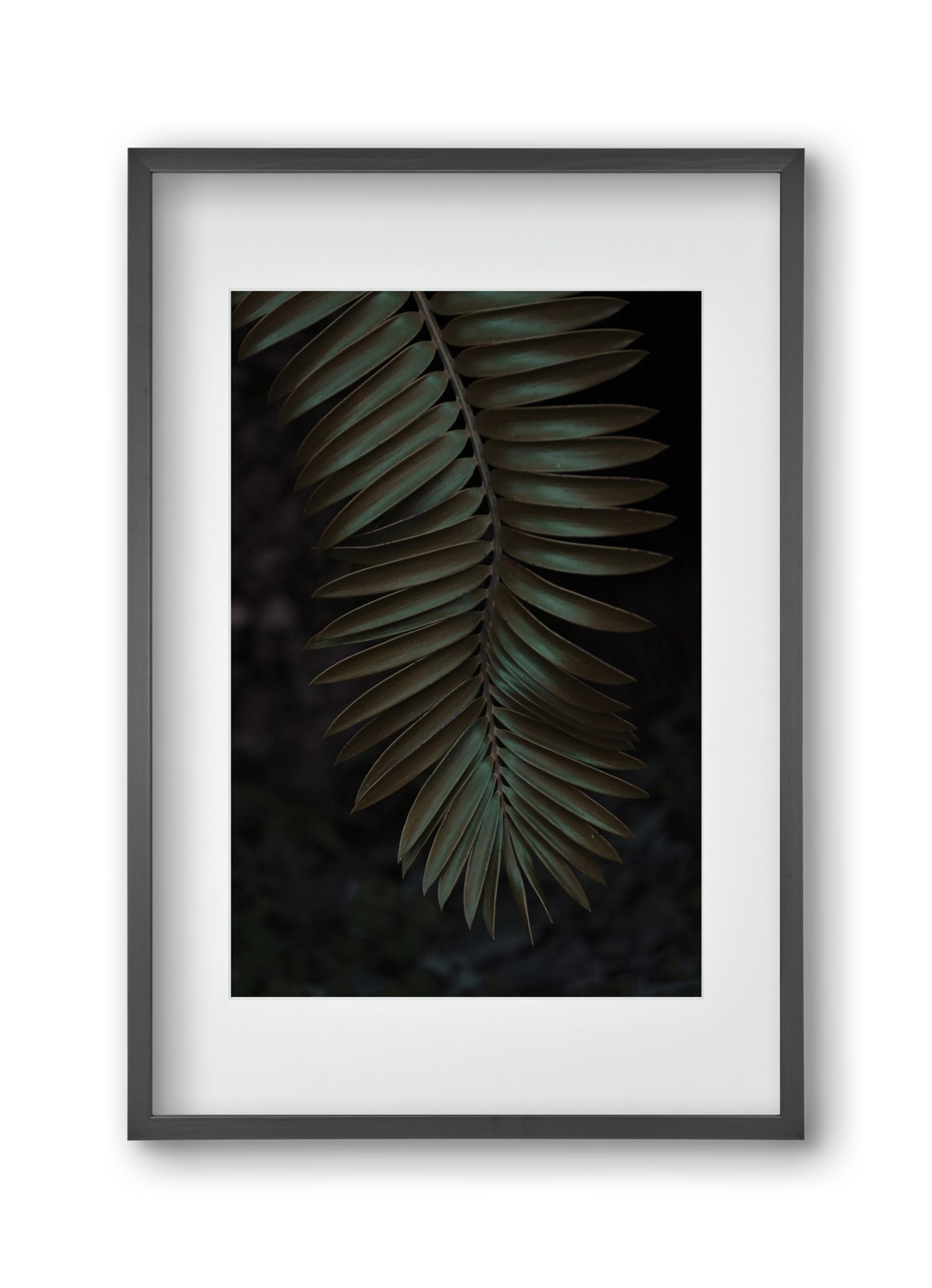 Cycad, 30x45 cm (20x30 cm), Fekete keret, paszpartuval