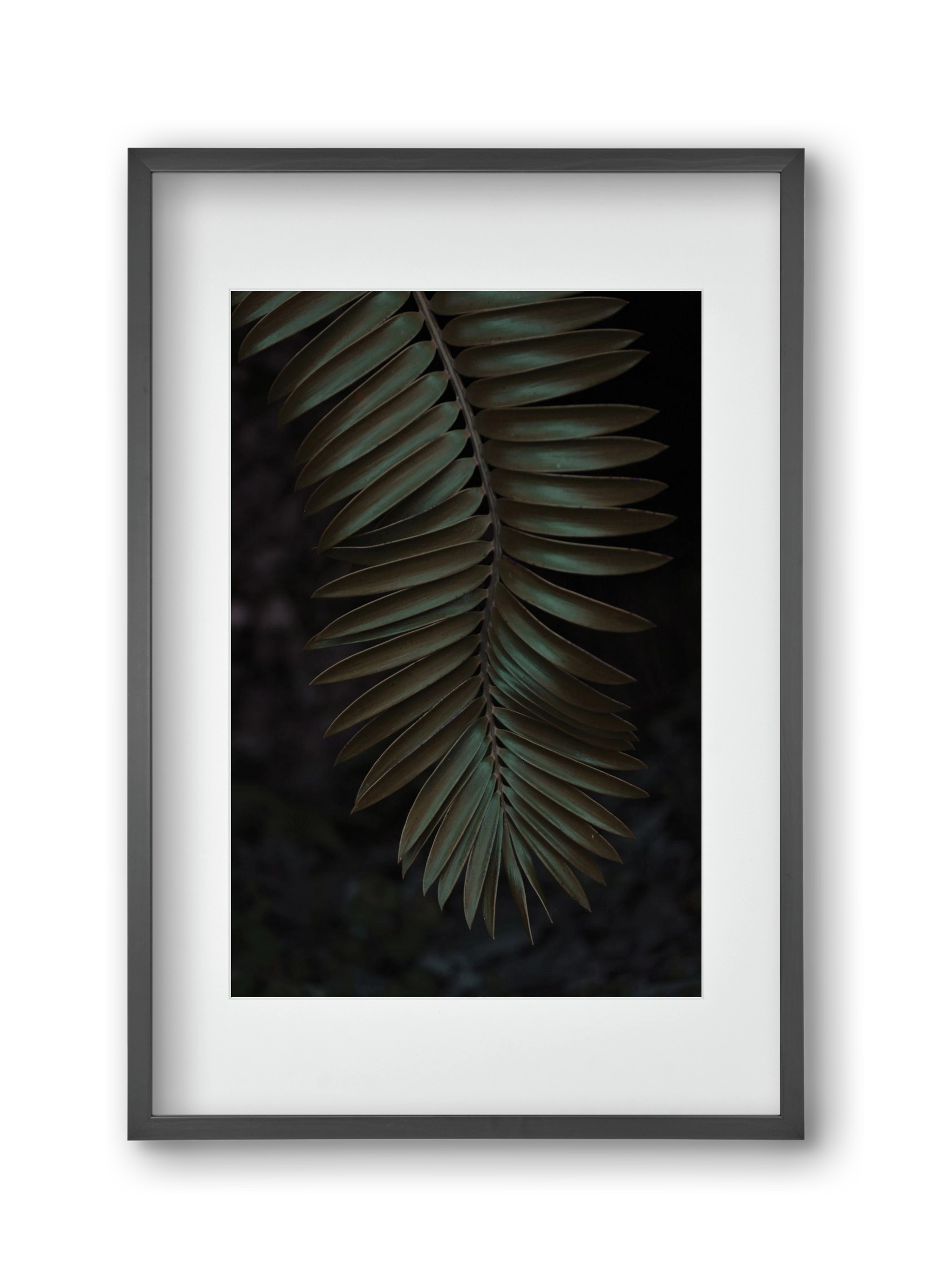 Cycad, 30x45 cm (20x30 cm), Fekete keret, paszpartuval