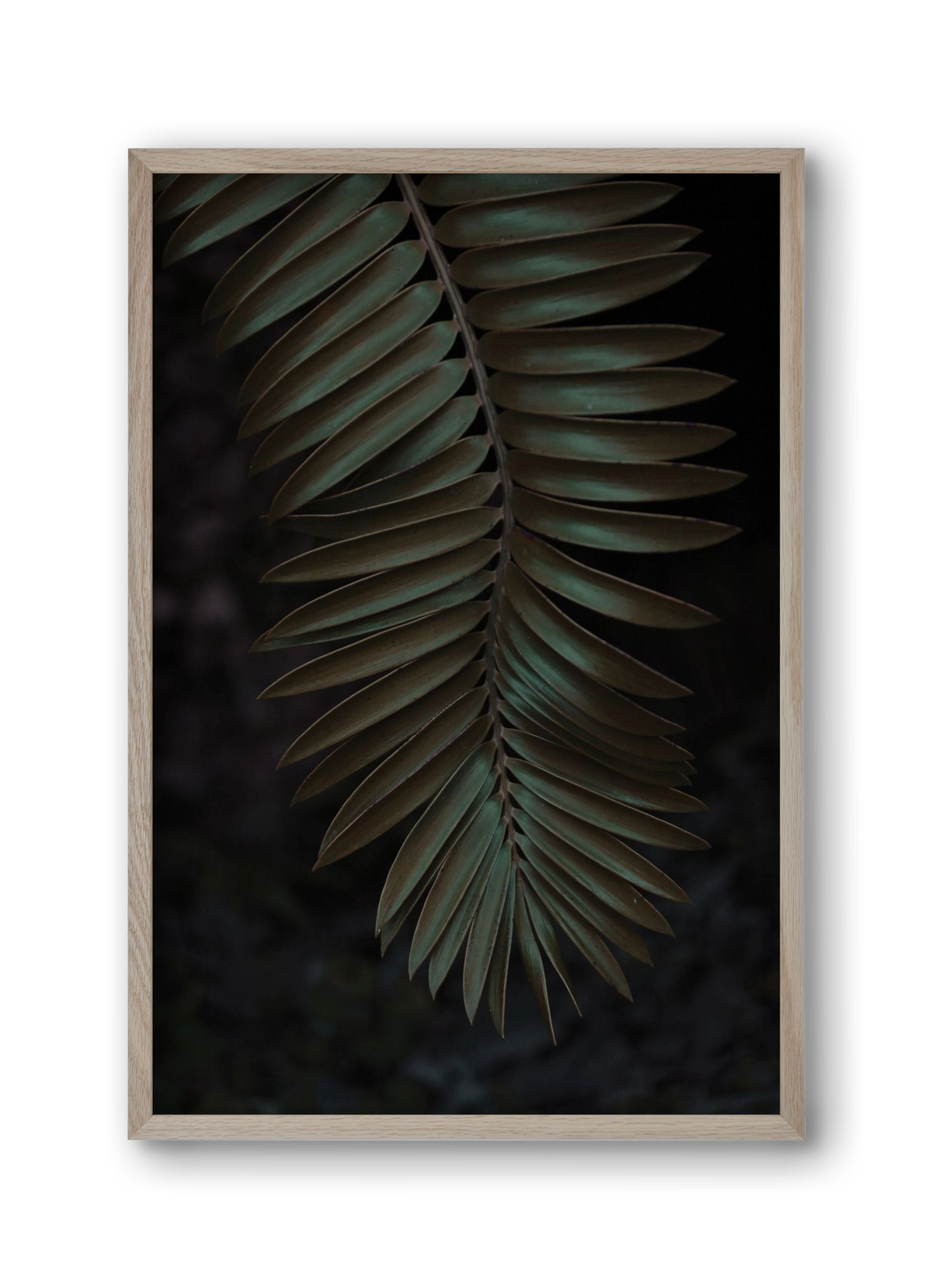 Cycad, 30x45 cm (30x45 cm), Tölgy keret