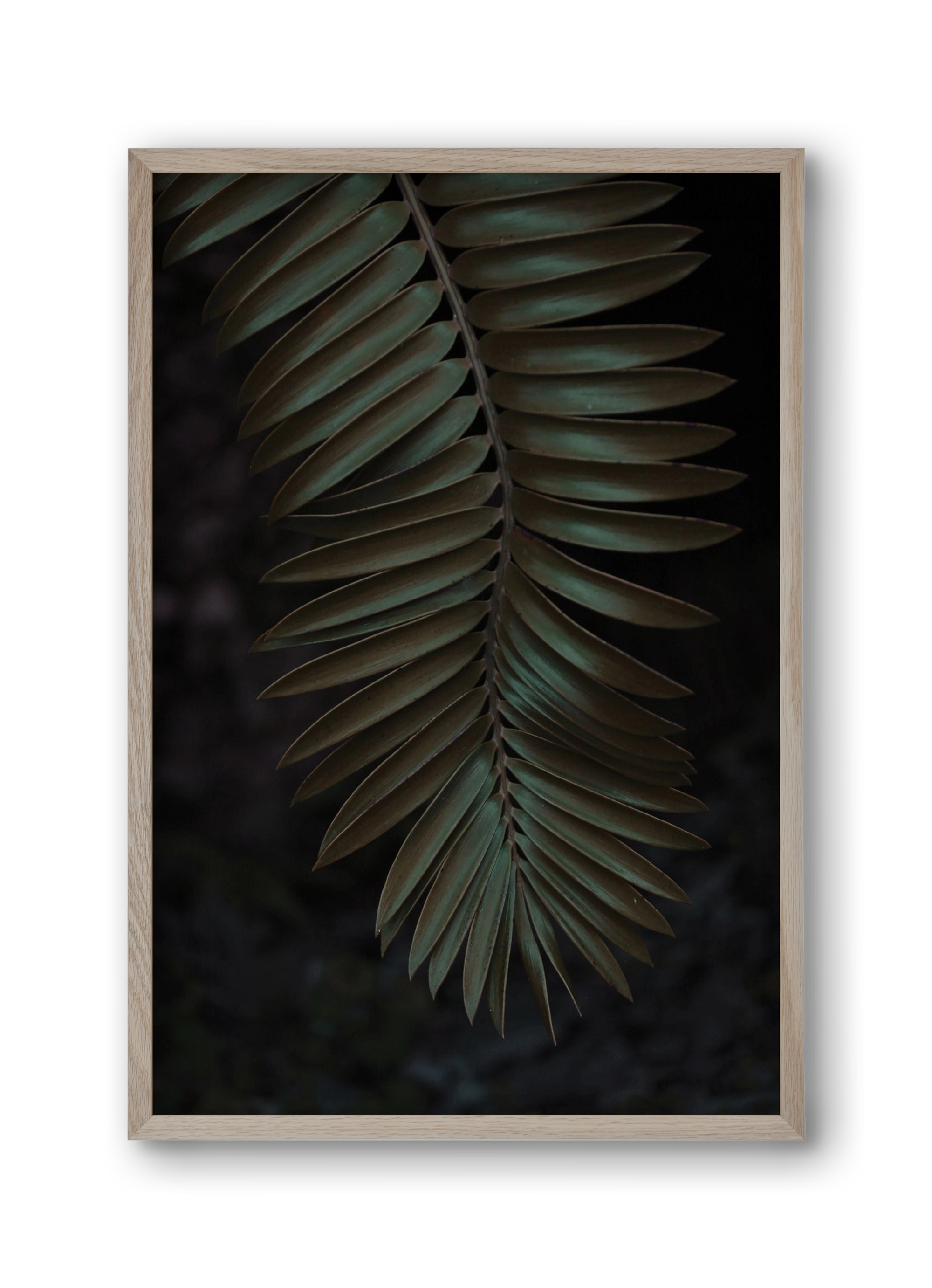 Cycad, 30x45 cm (30x45 cm), Tölgy keret