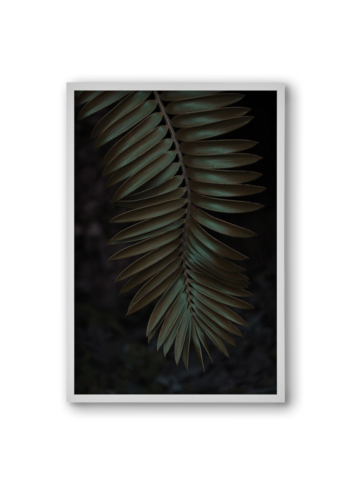 Cycad, 20x30 cm (20x30 cm), Fehér keret