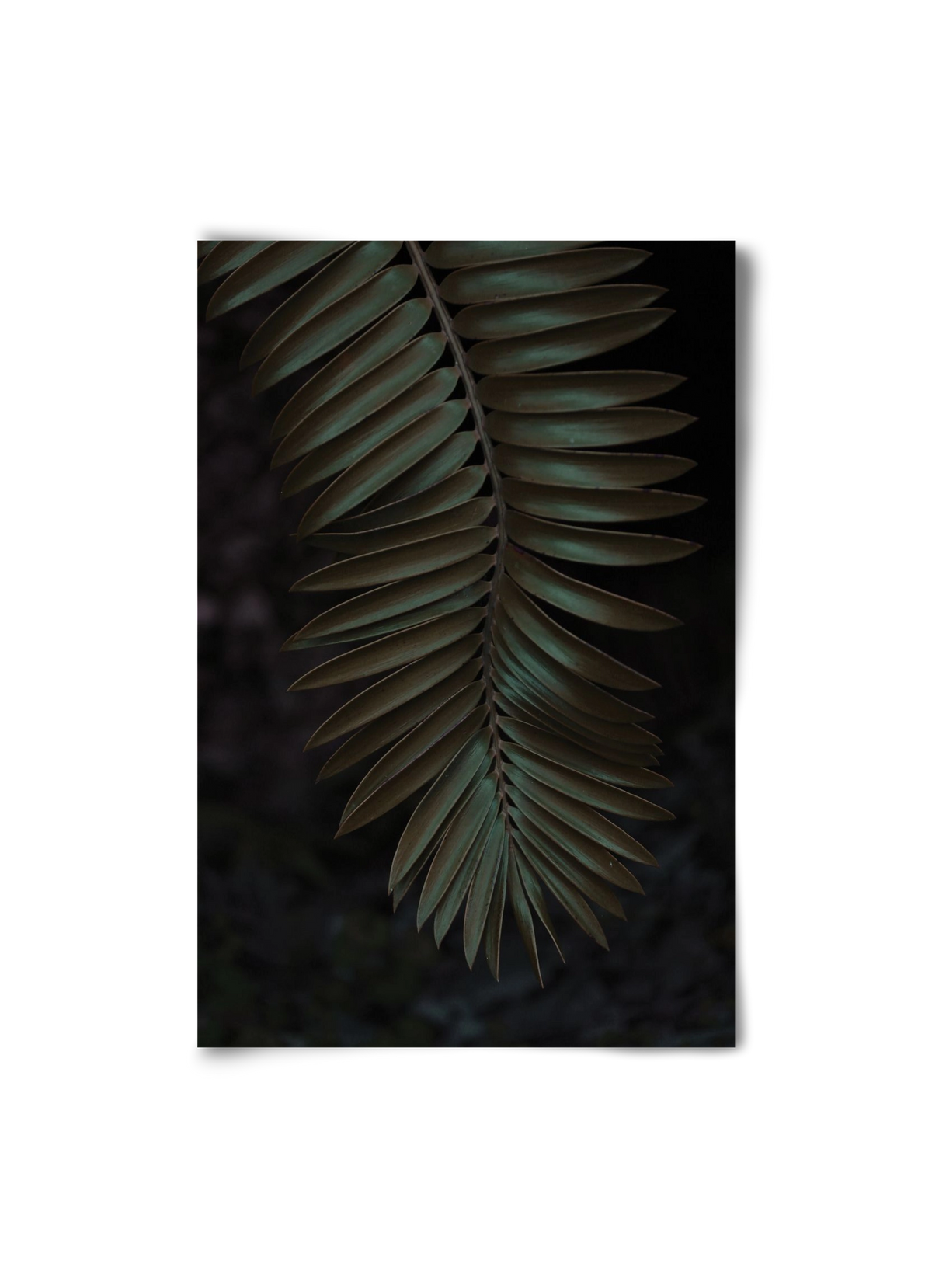 Cycad, 20x30 cm, Keret nélkül