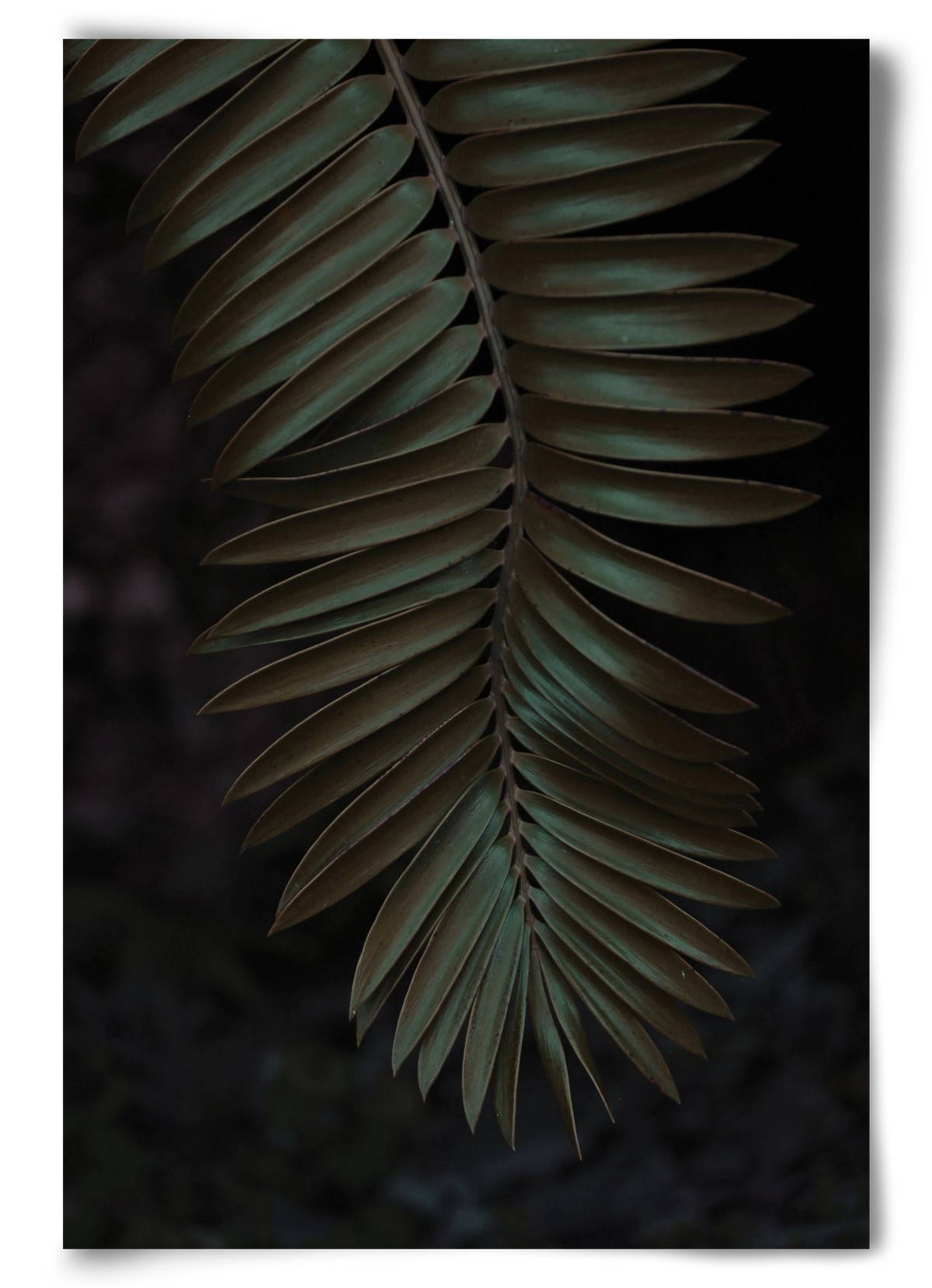 Cycad, 60x90 cm, Keret nélkül