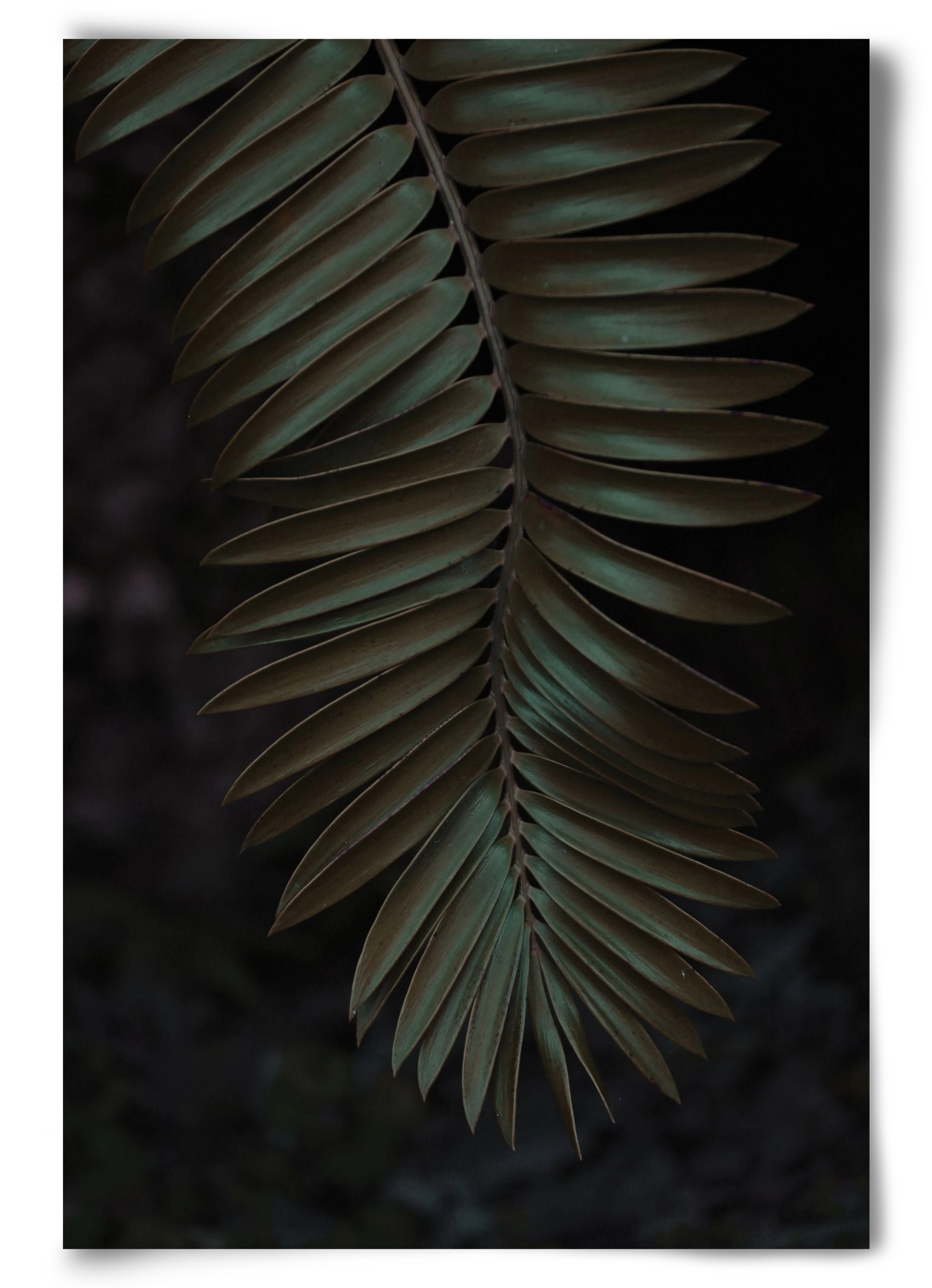 Cycad, 60x90 cm, Keret nélkül