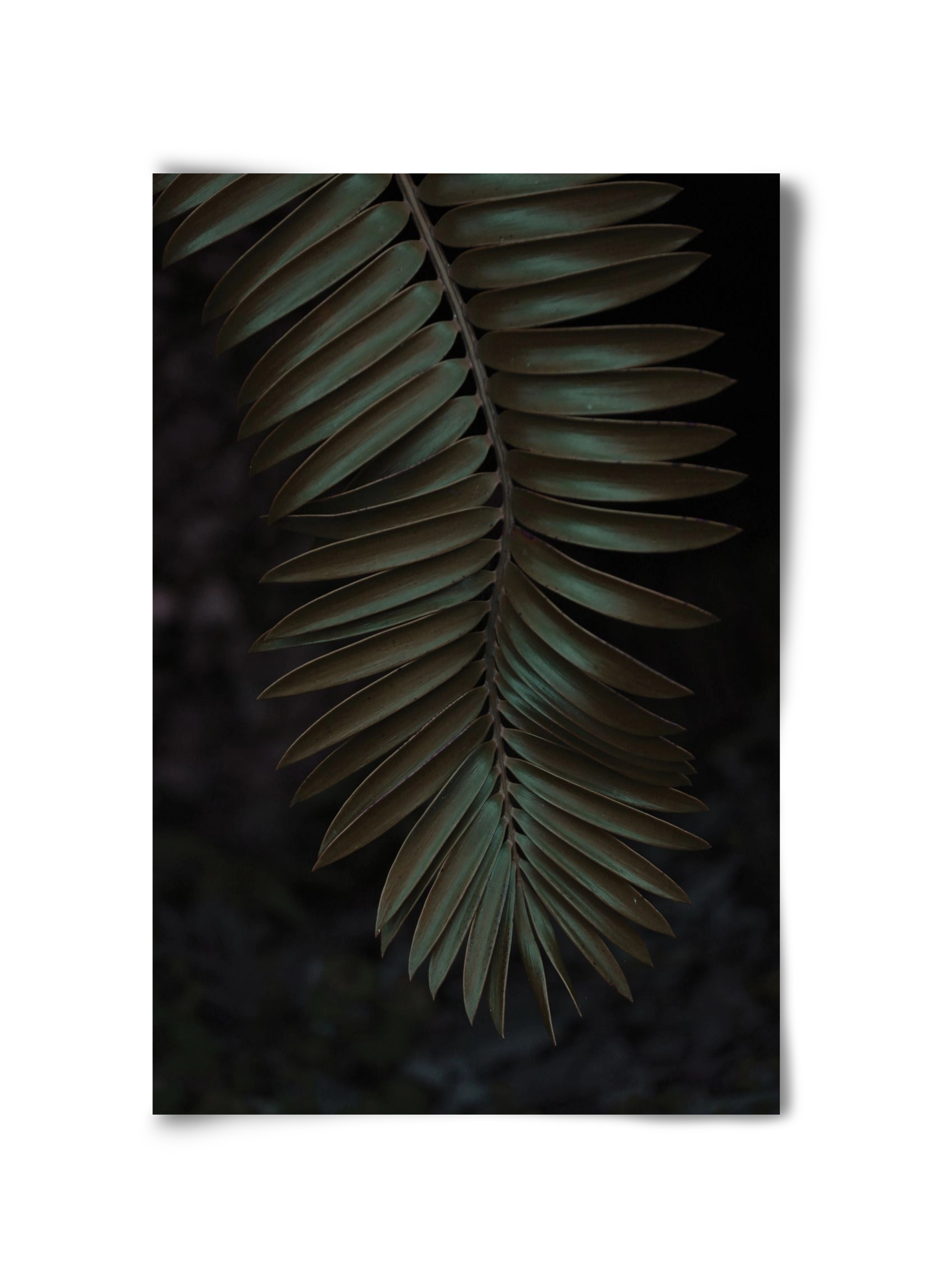 Cycad, 30x45 cm, Keret nélkül