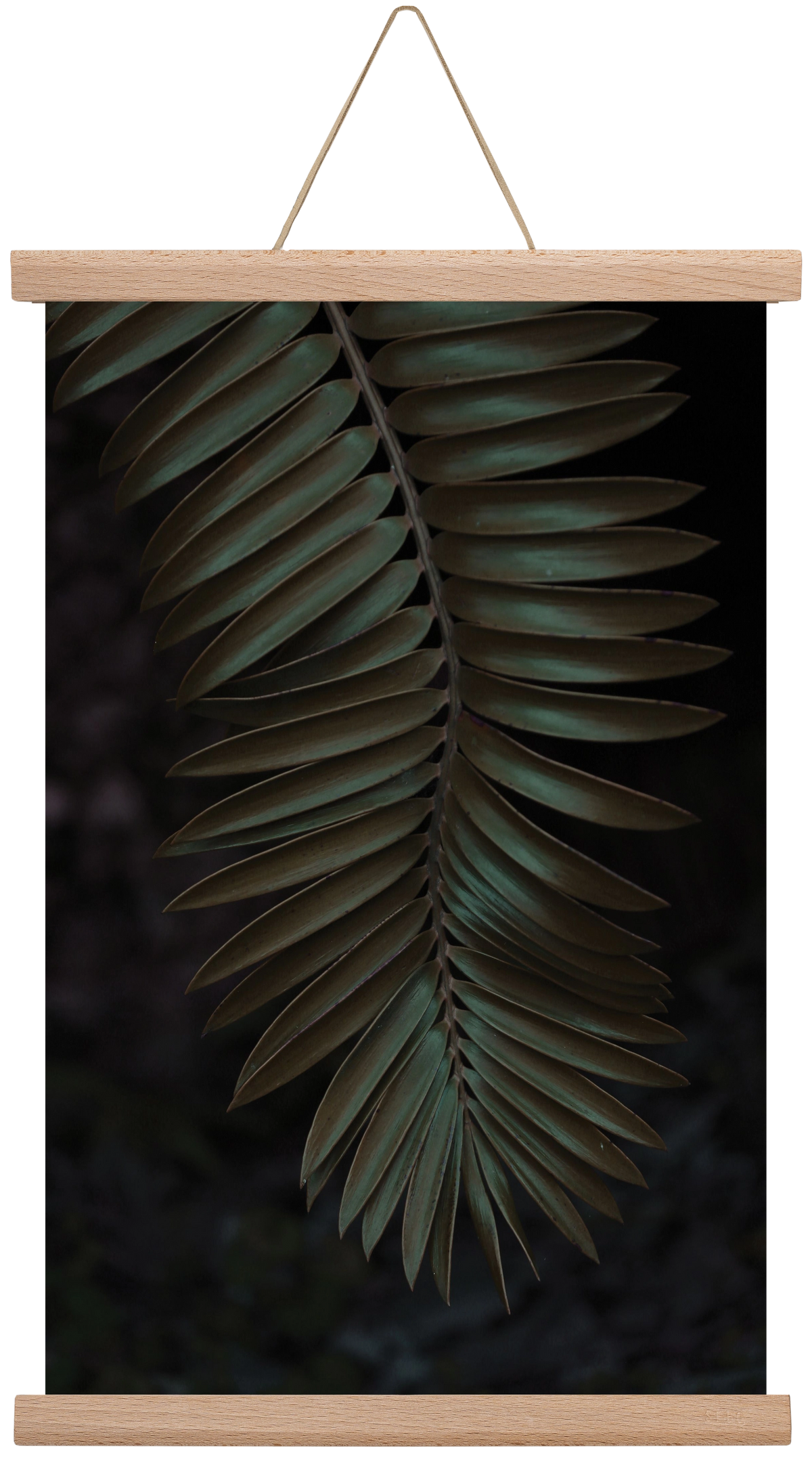 Cycad, 30x45 cm (30x45 cm), Tölgy akasztó