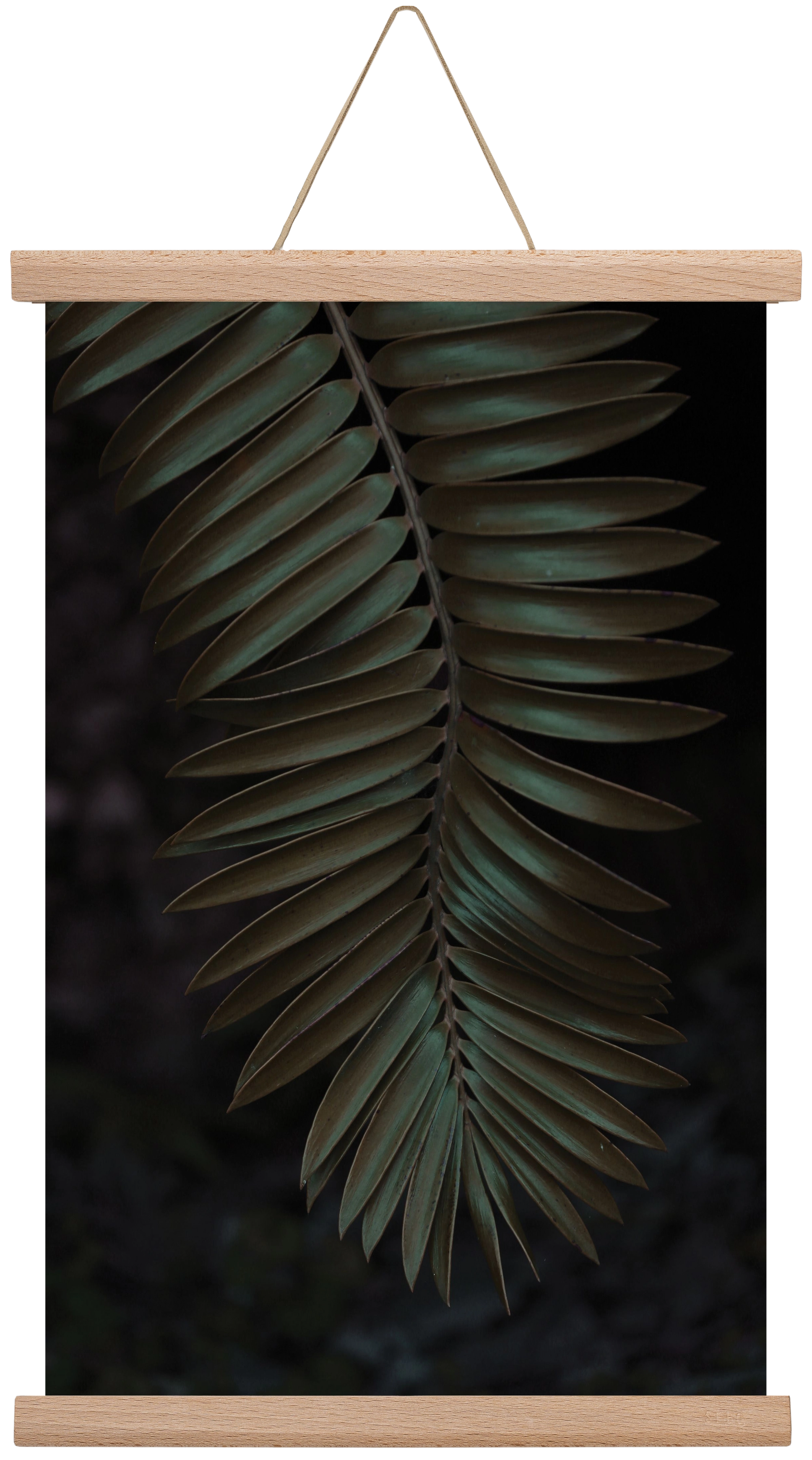 Cycad, 30x45 cm (30x45 cm), Tölgy akasztó