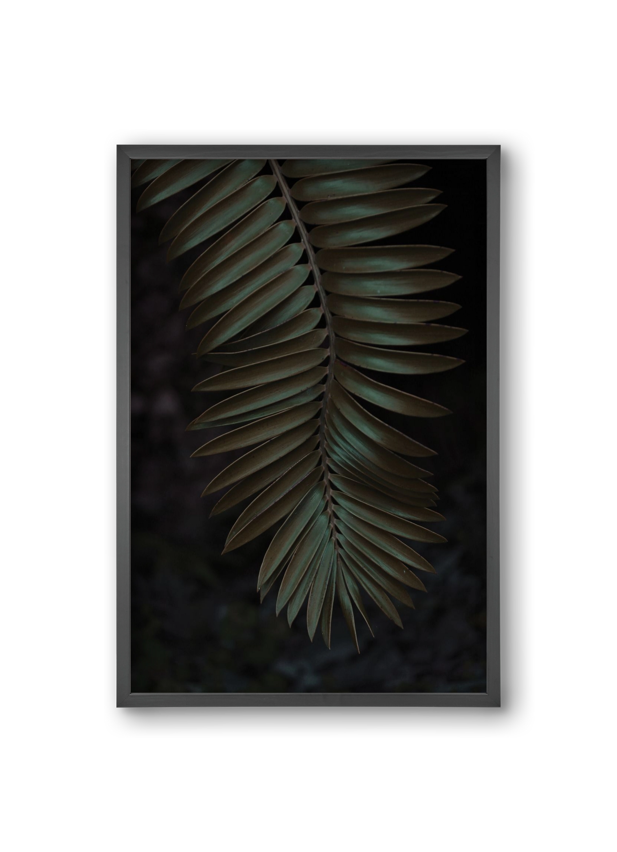 Cycad, 20x30 cm (20x30 cm), Fekete keret